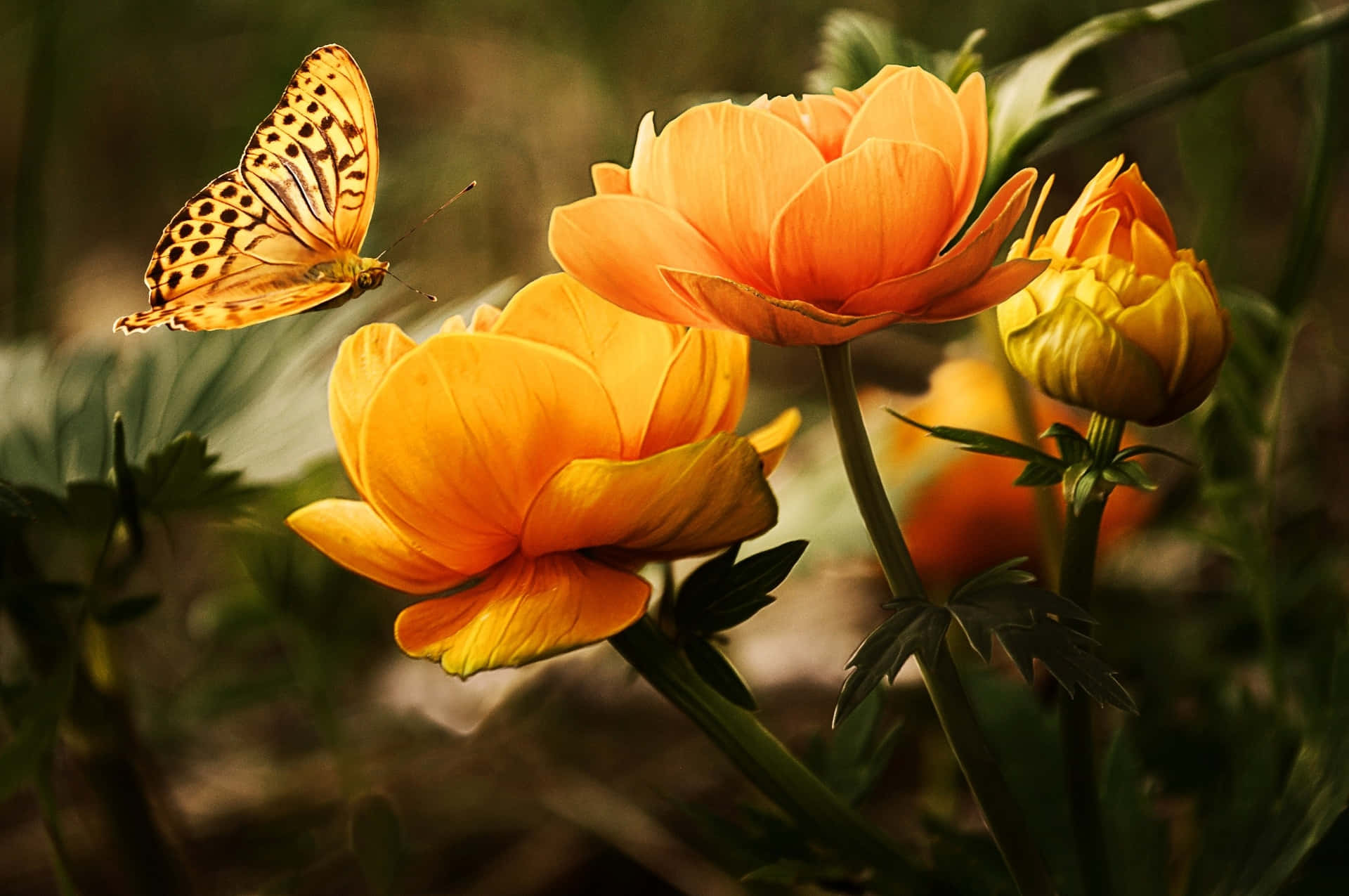 Квіти та метелики