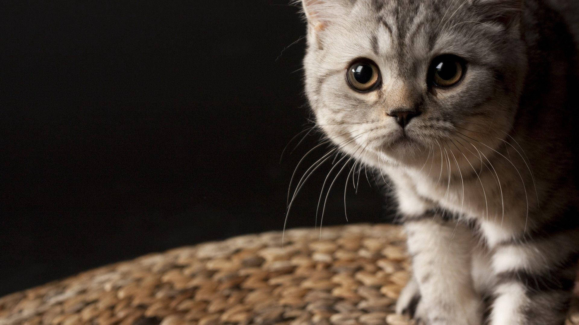 Велична котяча краса Шпалери