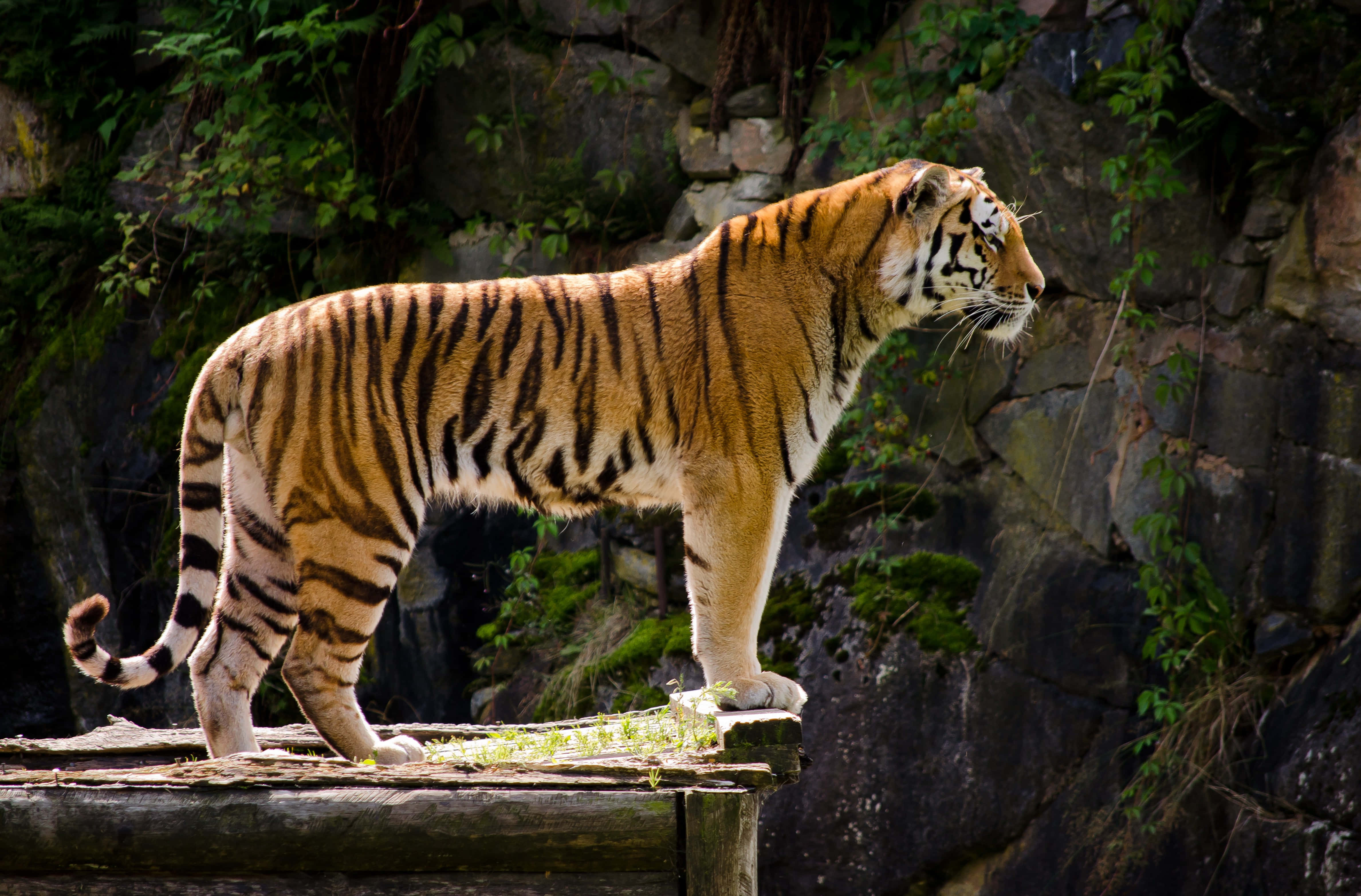 Величний тигр блукає джунглями Шпалери