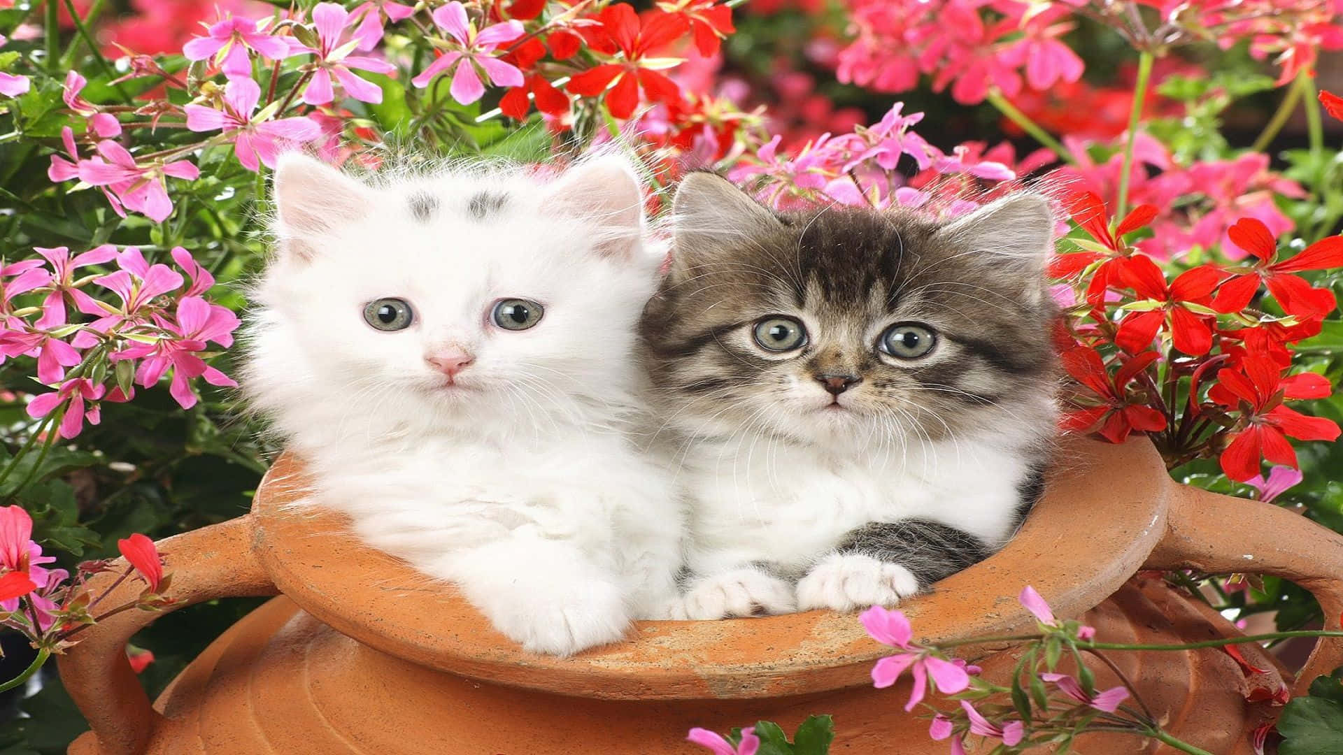 Глиняний глечик з парою котів для авки Шпалери