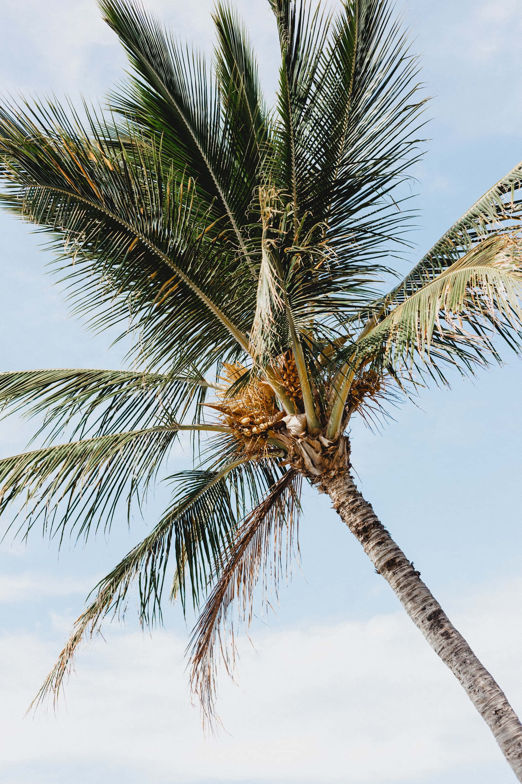 Голубое небо с цветущей кокосовой пальмой Шпалери