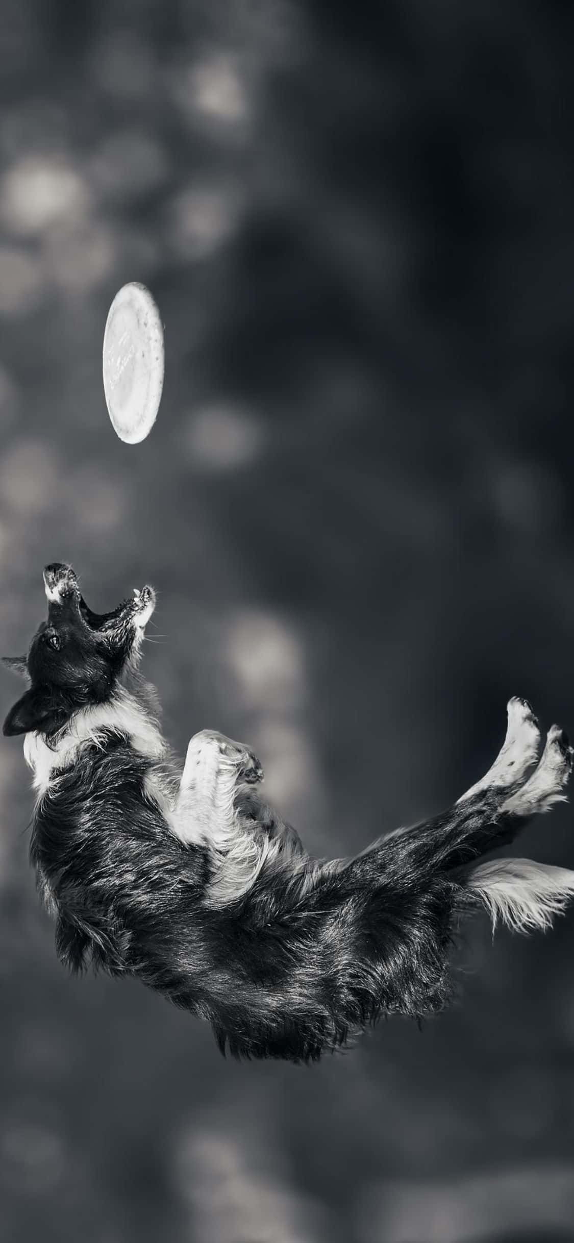 Грай с друзьями с помощью iPhone Xs Frisbee Шпалери
