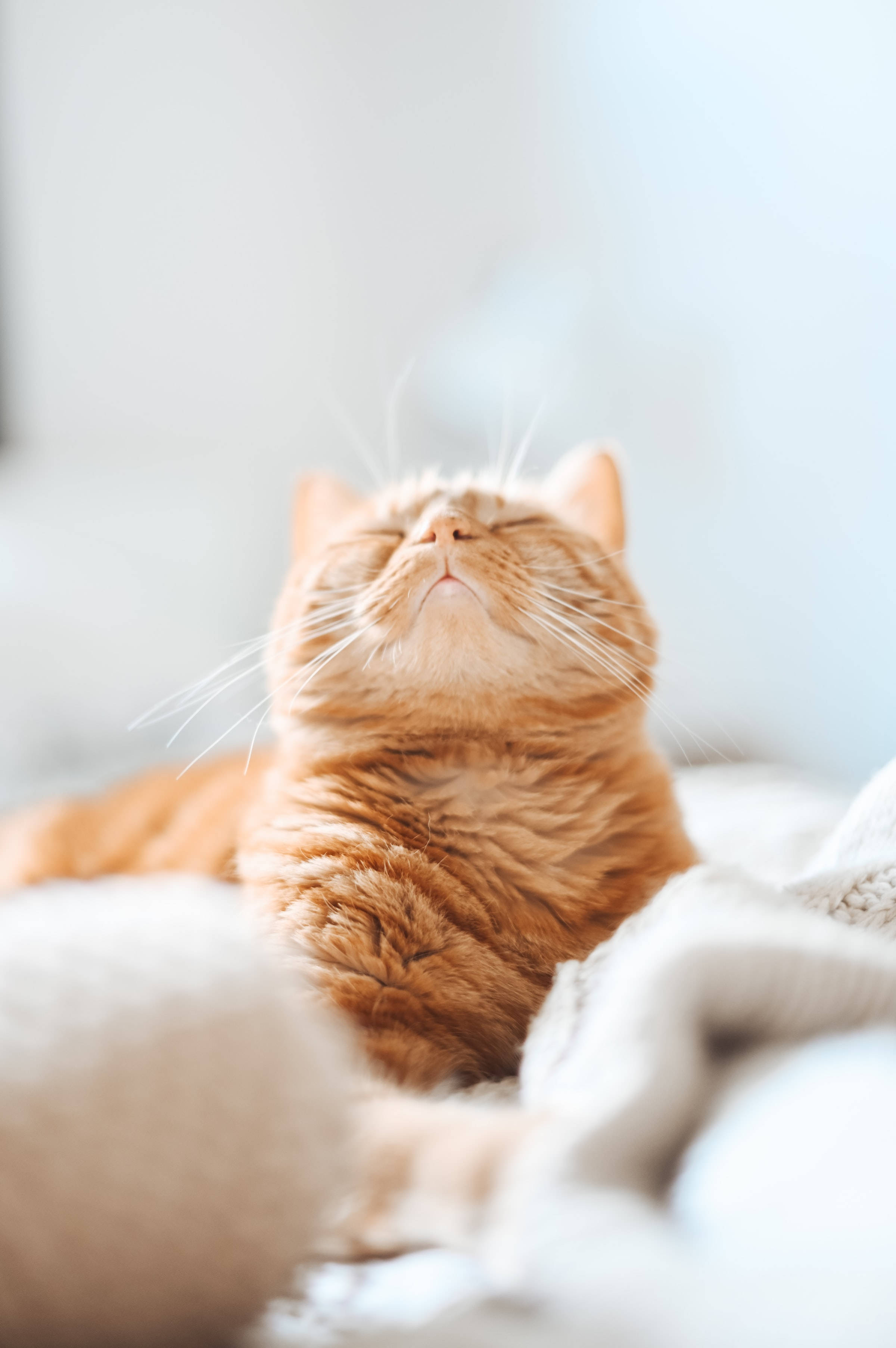 Естетичний аватар з рудим котиком Шпалери