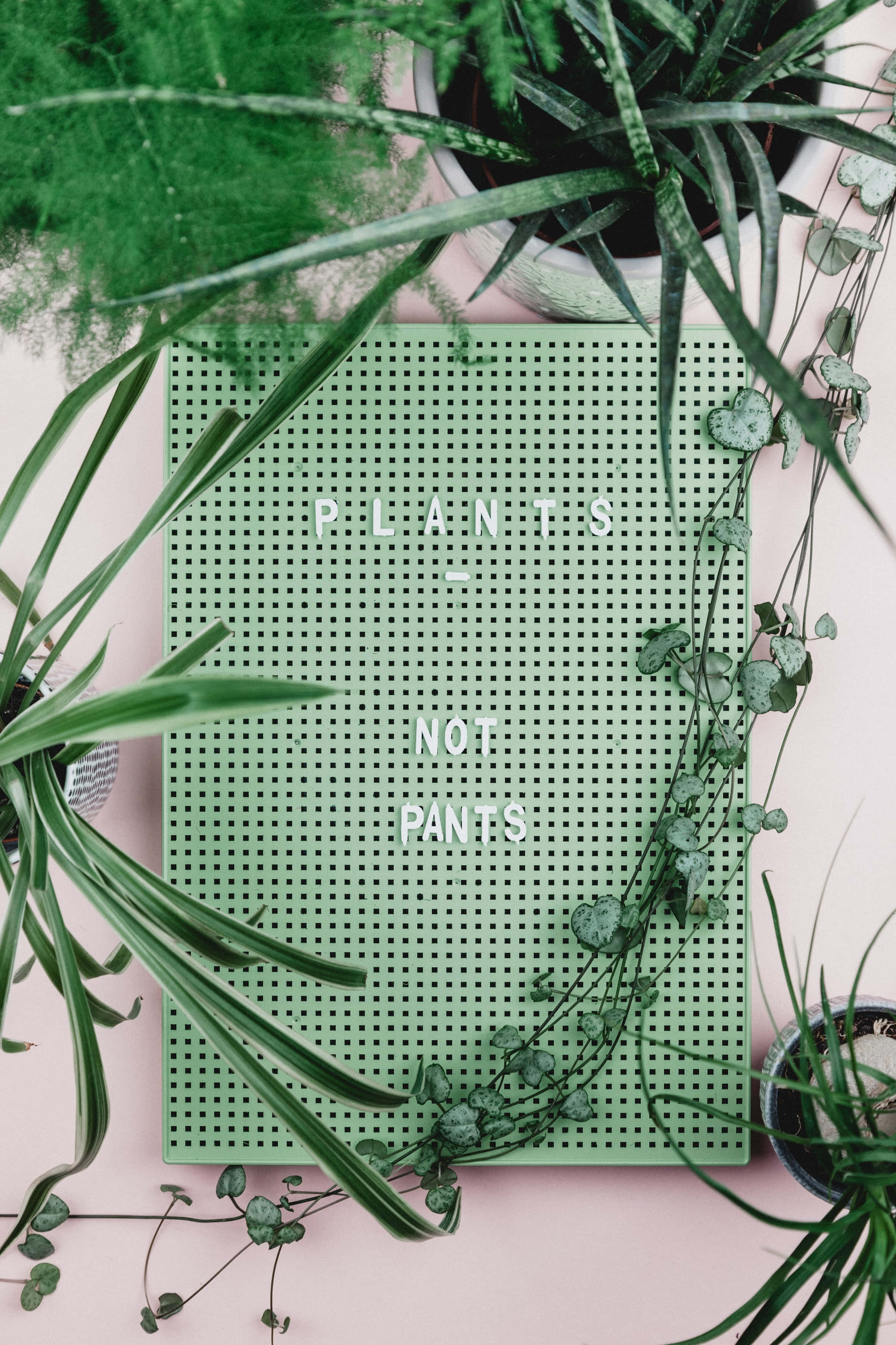 Естетичний зелений фон із рослинами та дошкою для посадки Шпалери