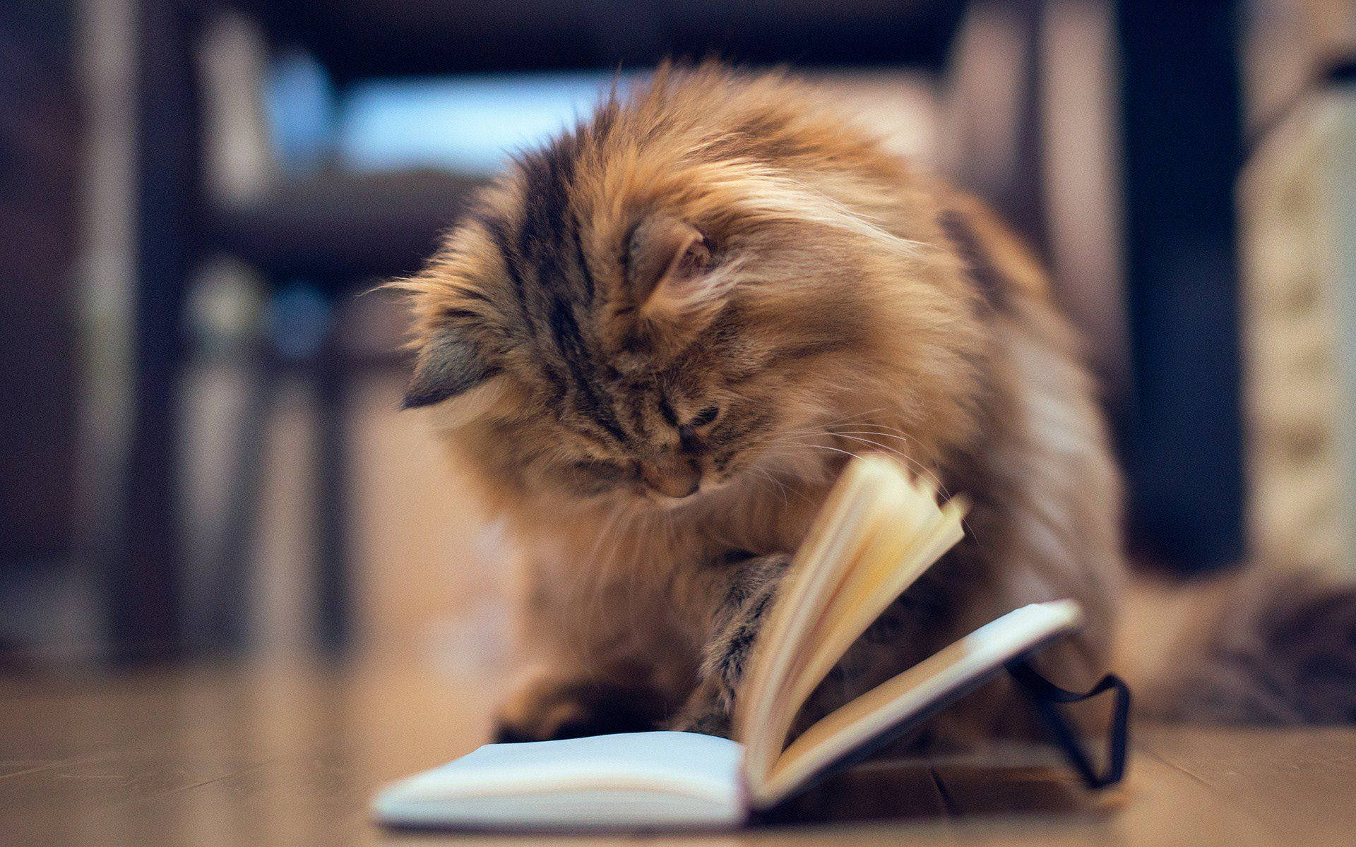 Естетичний кот с книгой Шпалери