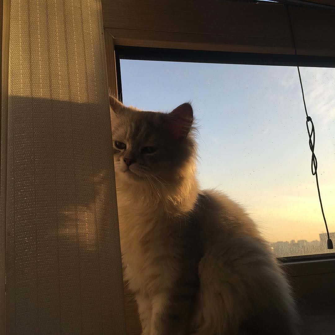 Естетичний кіт, готовий муркотіти Шпалери