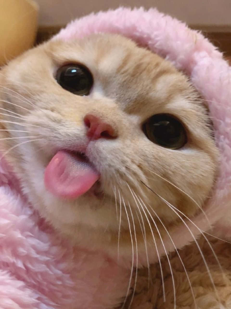 Естетичний кіт шпалери