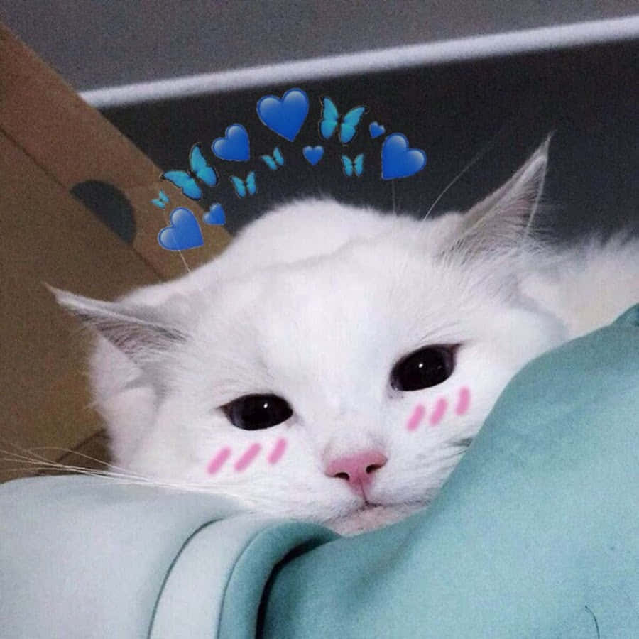 Естетичний кіт, що мріє про пастельно-рожеві тони Шпалери