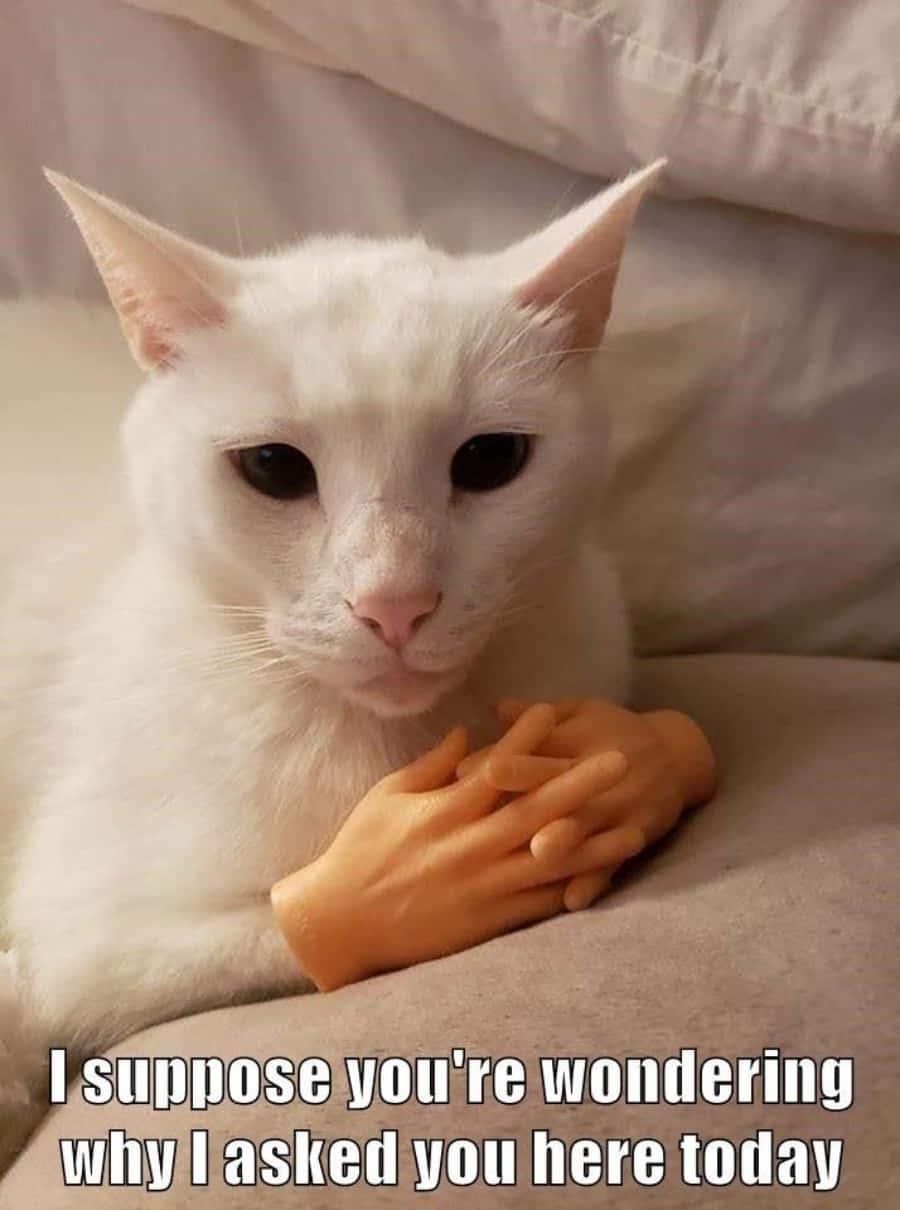 «Життя надто коротке, щоб не насолоджуватися ним, будучи котом!» Шпалери