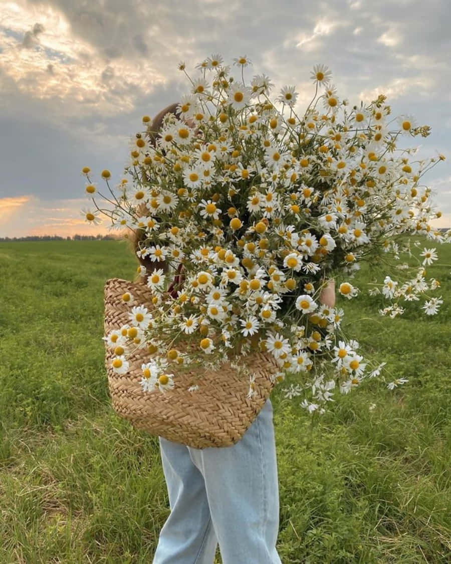 жінка несе кошик, повний ромашок Шпалери