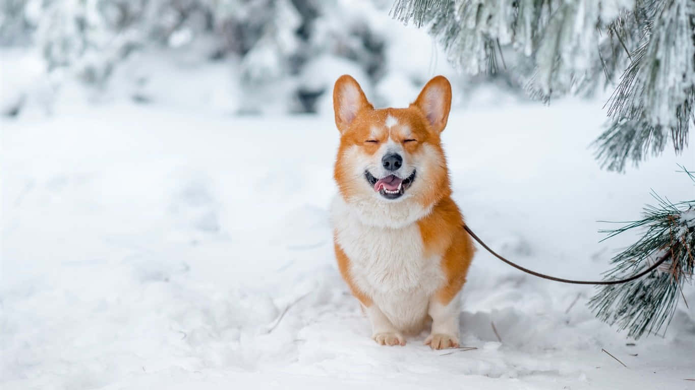 Зимовий коргі Шпалери