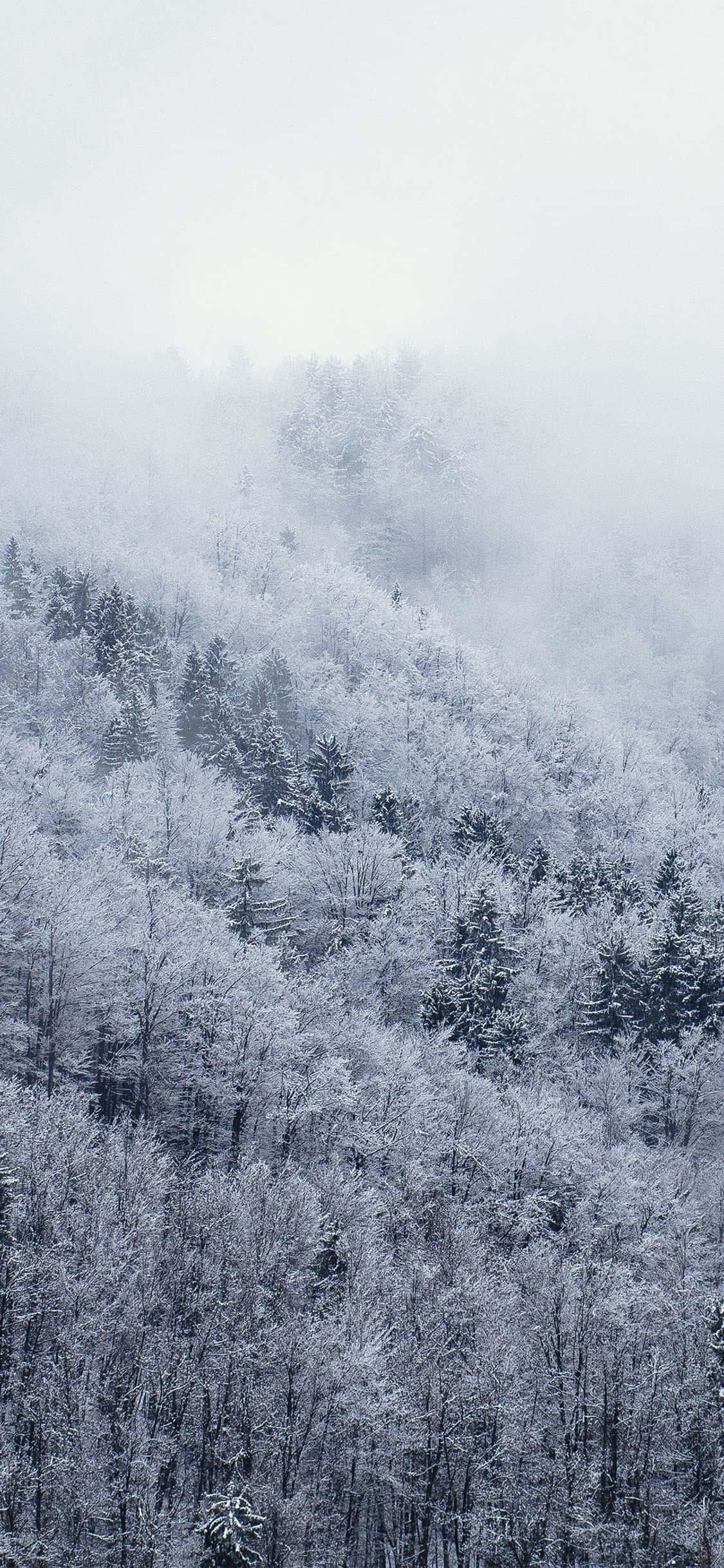 Зображение: Исследуйте Белую зимнюю сказку с Snow iPhone Шпалери