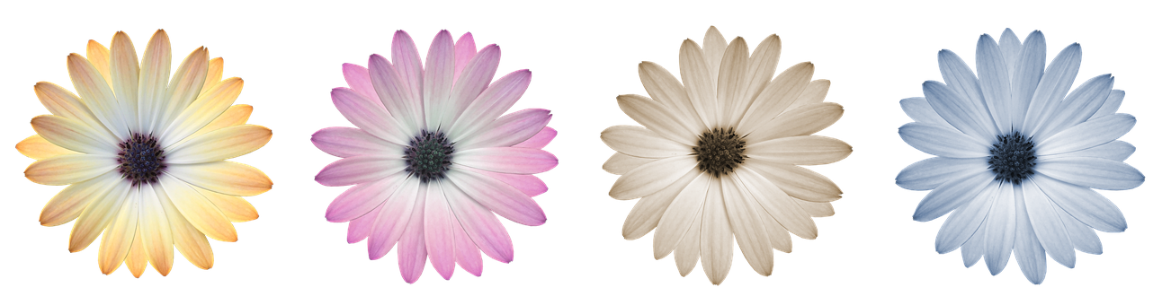 Кольорова колекція ромашок Шпалери