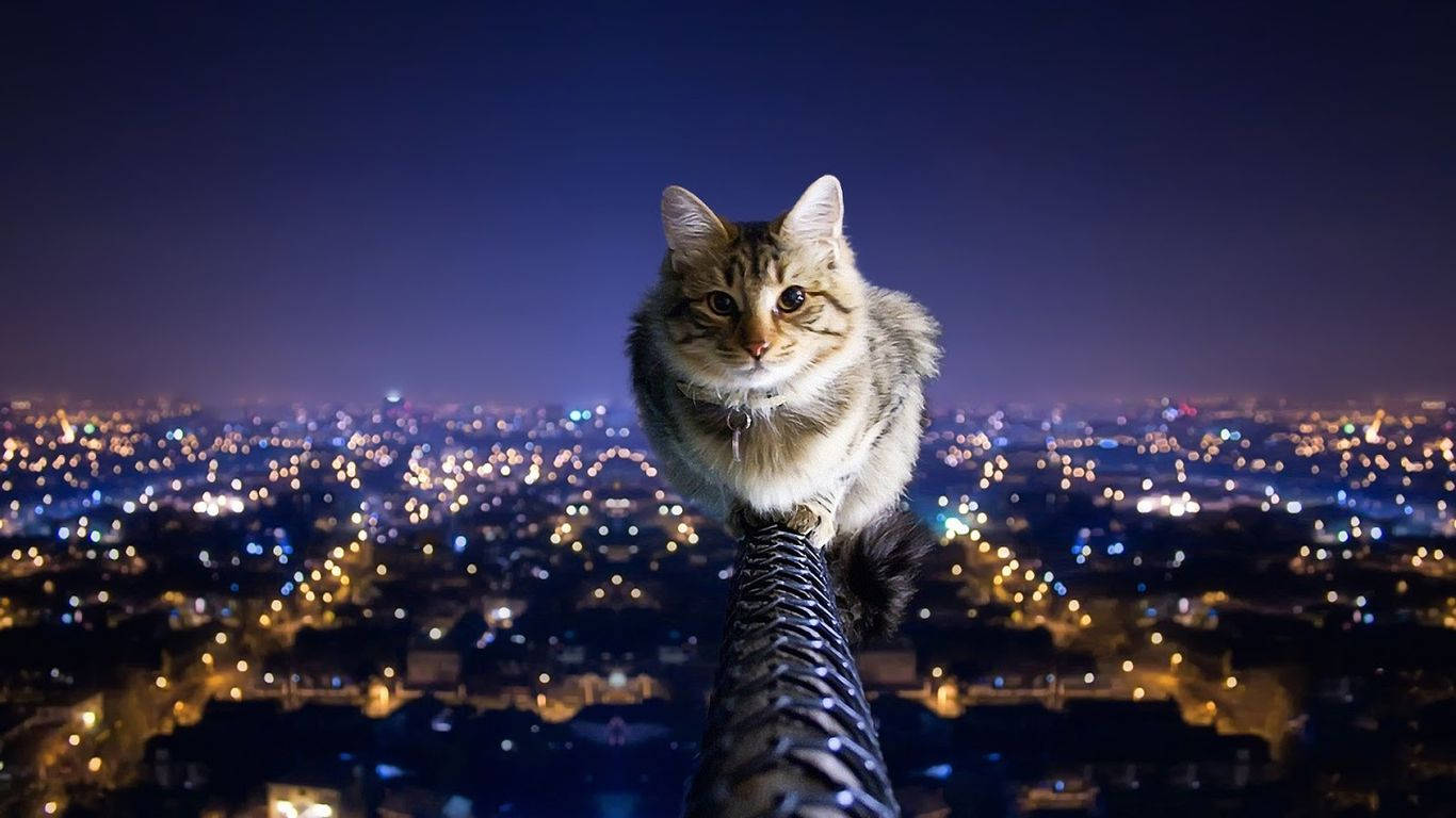 Кот, смотрящий на городской пейзаж Шпалери