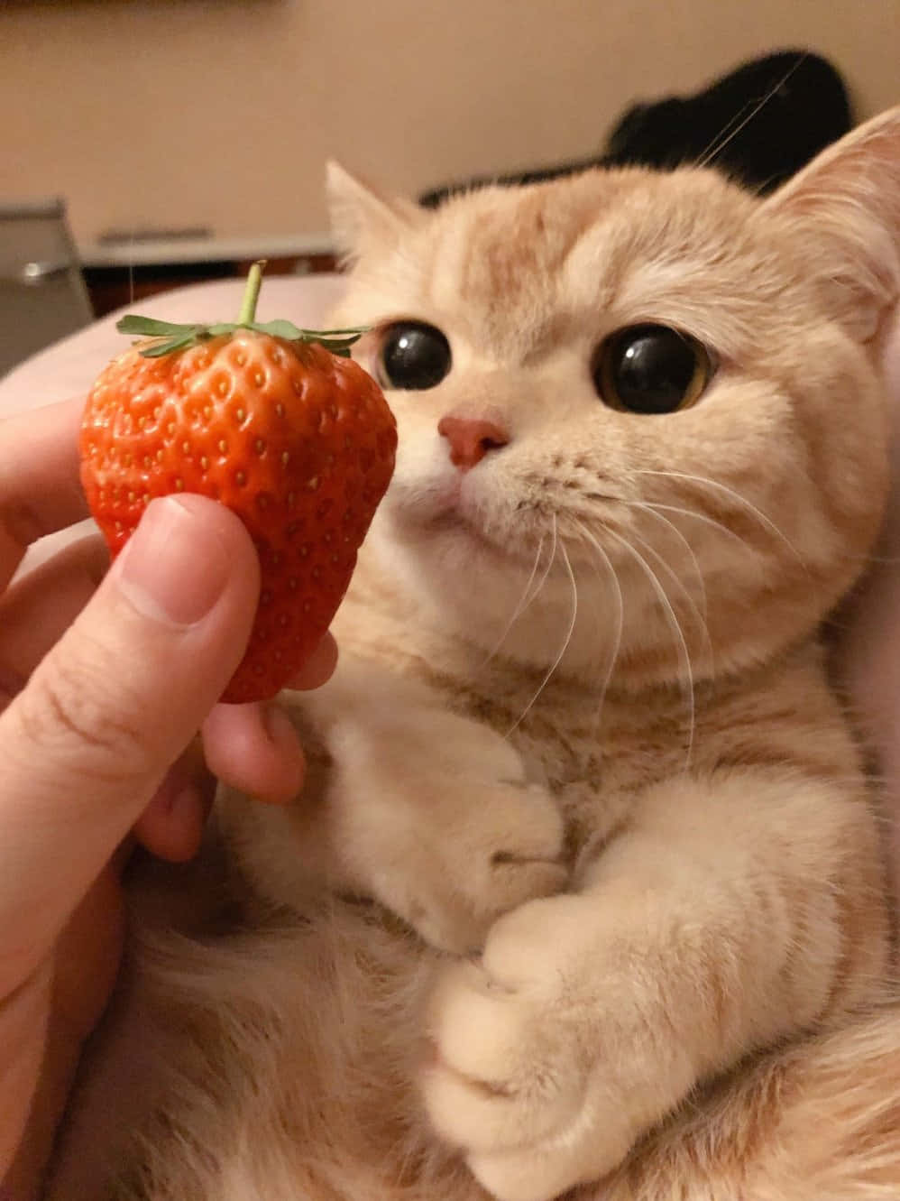кот їсть полуницю Шпалери