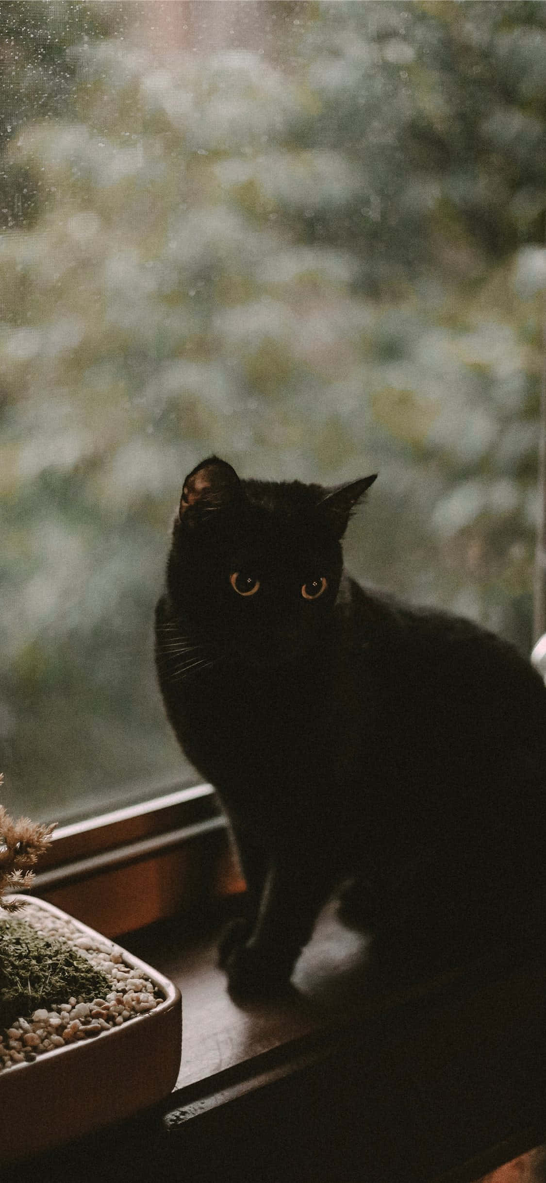 Кошелек или жизнь? Шпалери