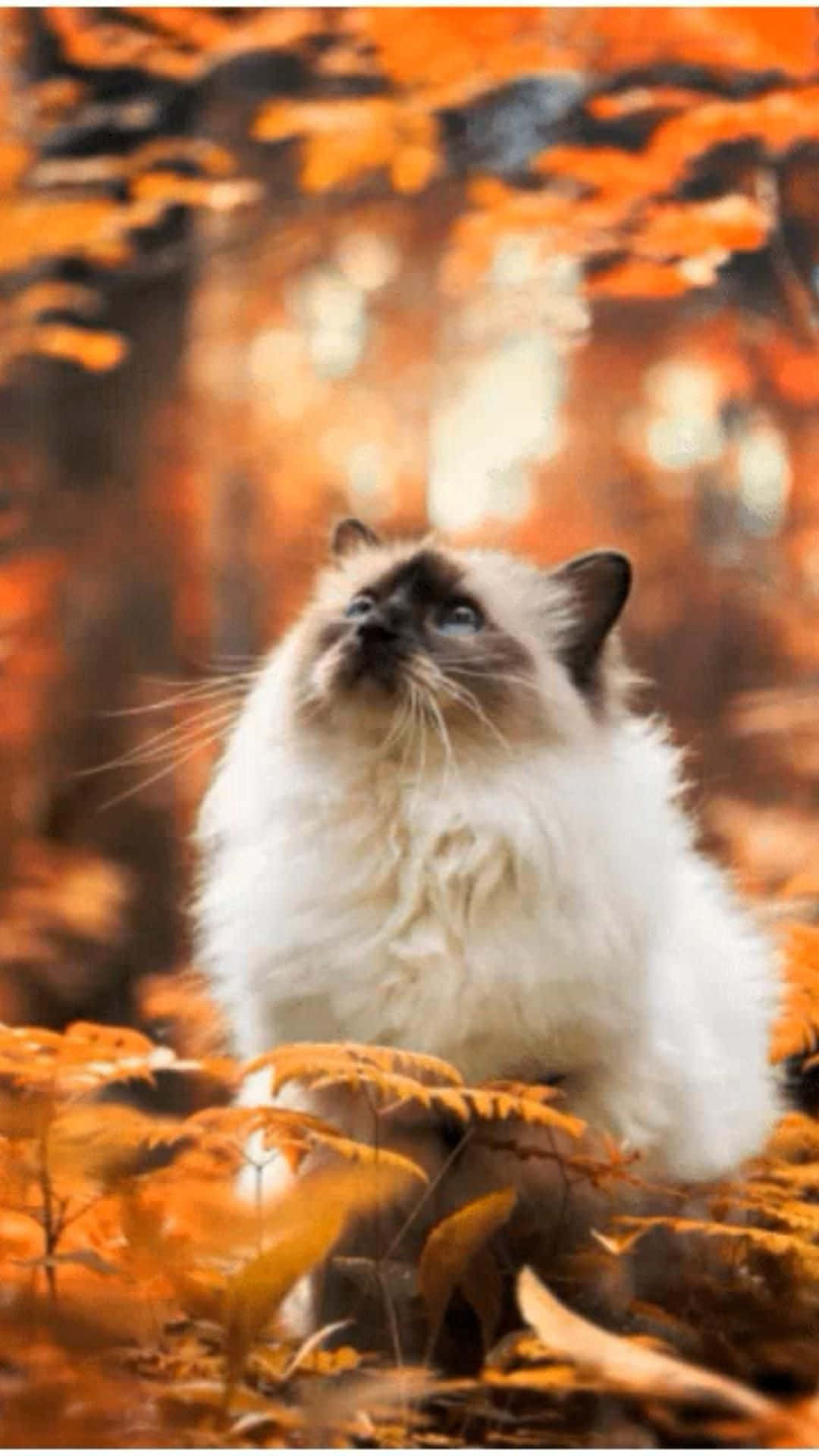 Красивий кот на лісному фото Шпалери