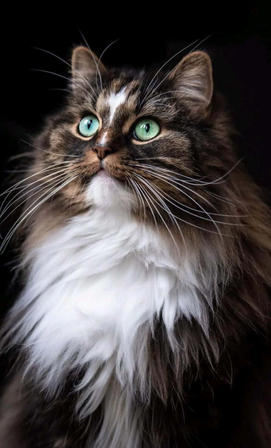 Красивое фото пухлого кота Шпалери
