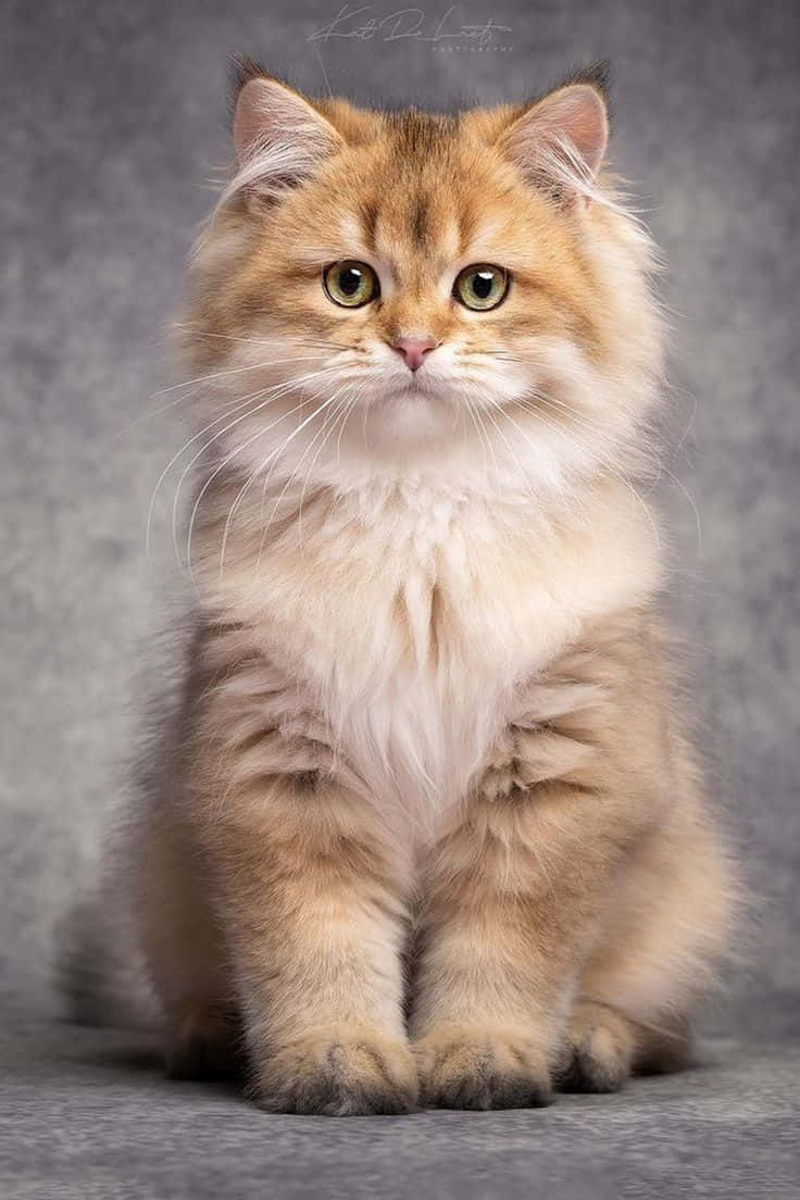 Красивое фото світло-коричневого кота Шпалери