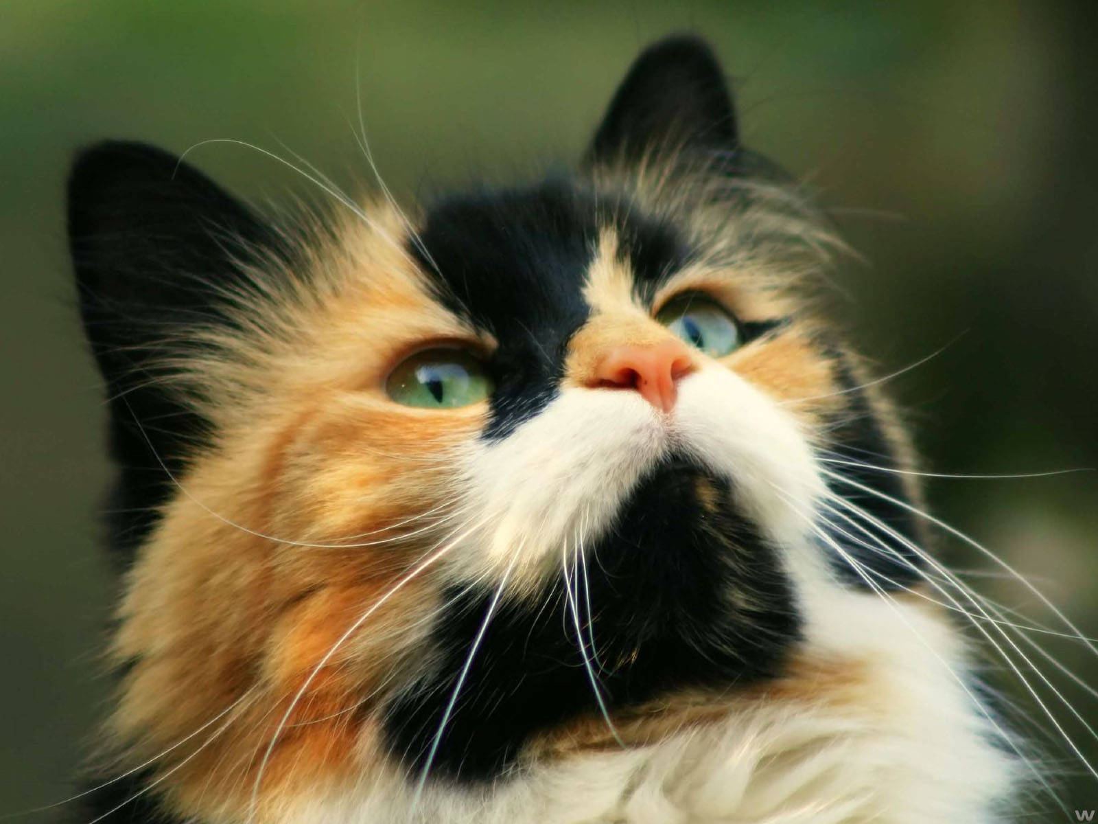 Крупний план милого кота Шпалери