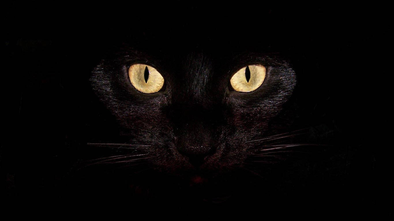 Крутий чорний кот Шпалери