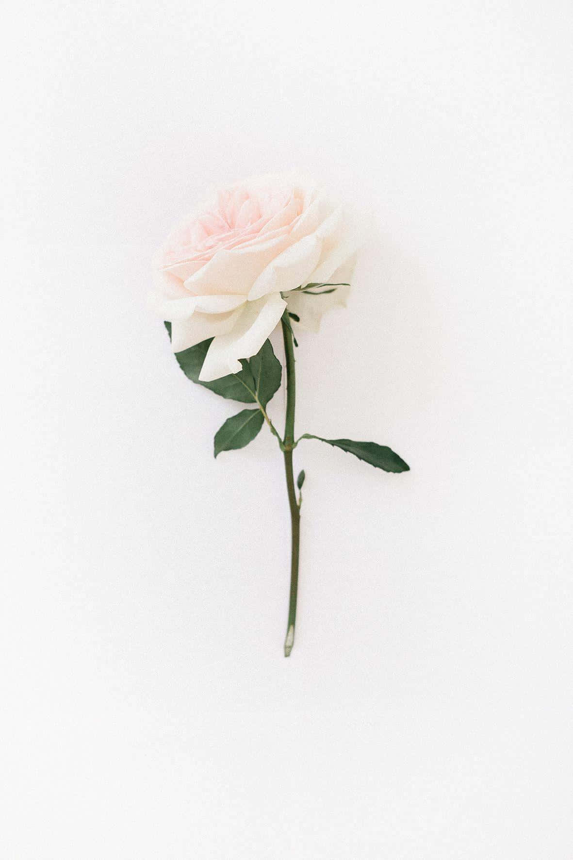 Круїз крізь цей квітковий рай Шпалери