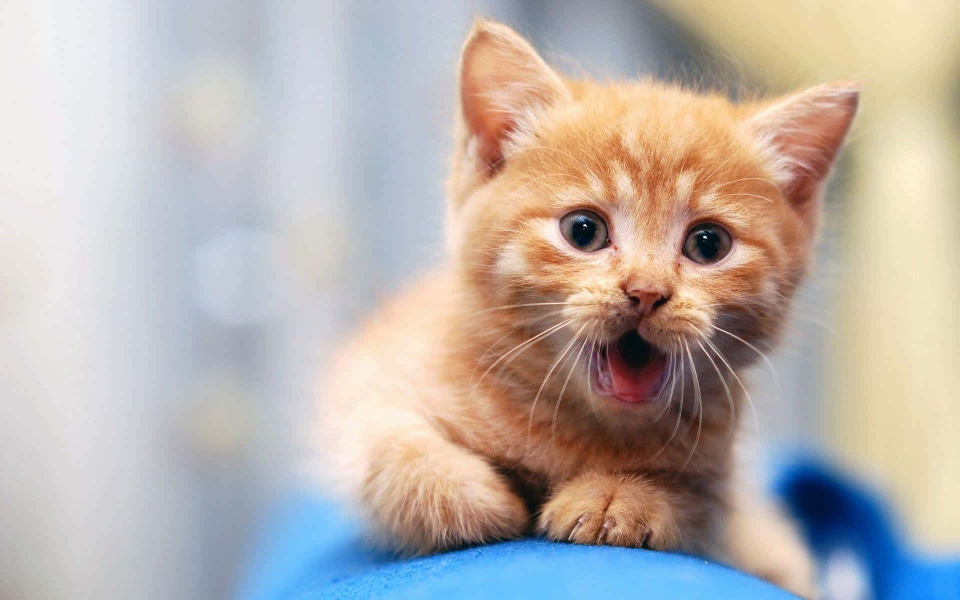 Кумедний котик з відкритим ротом ніби його нудить Шпалери