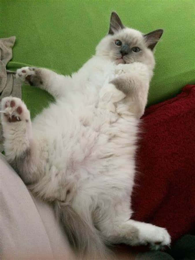 Кумедний котик - миттєвість радості Шпалери