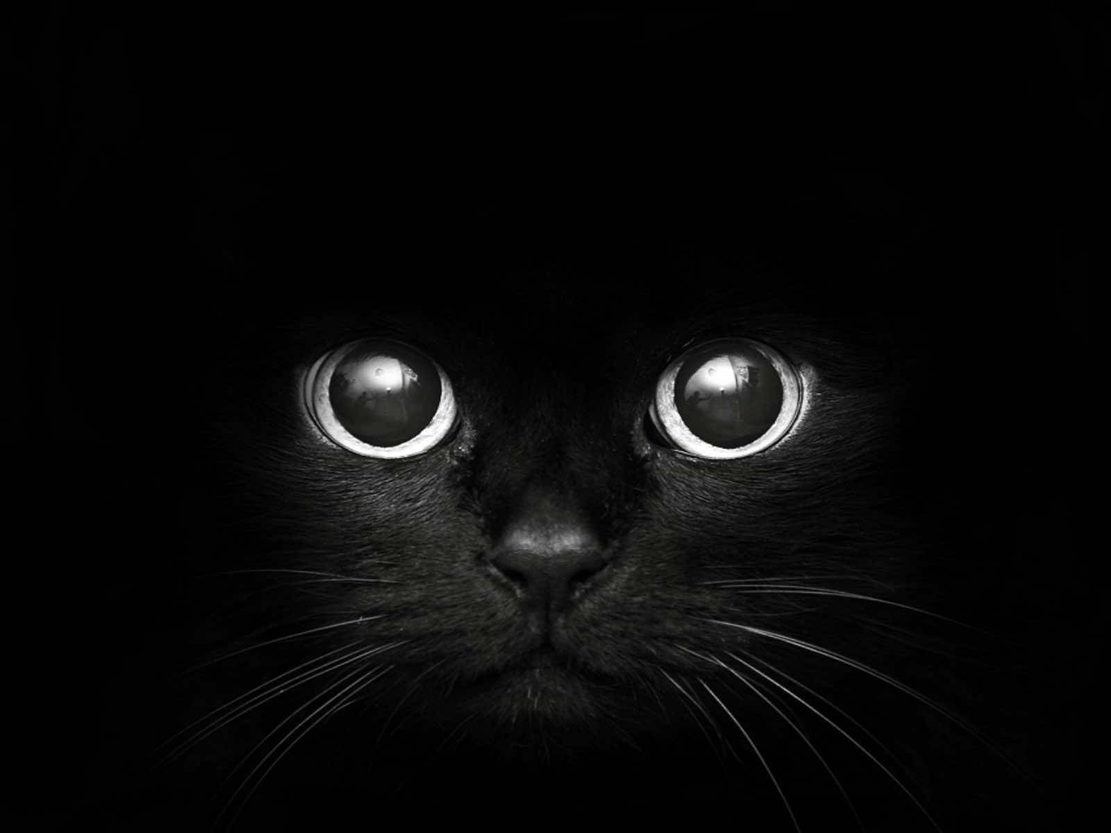 Миле кошеня чорний мак Шпалери