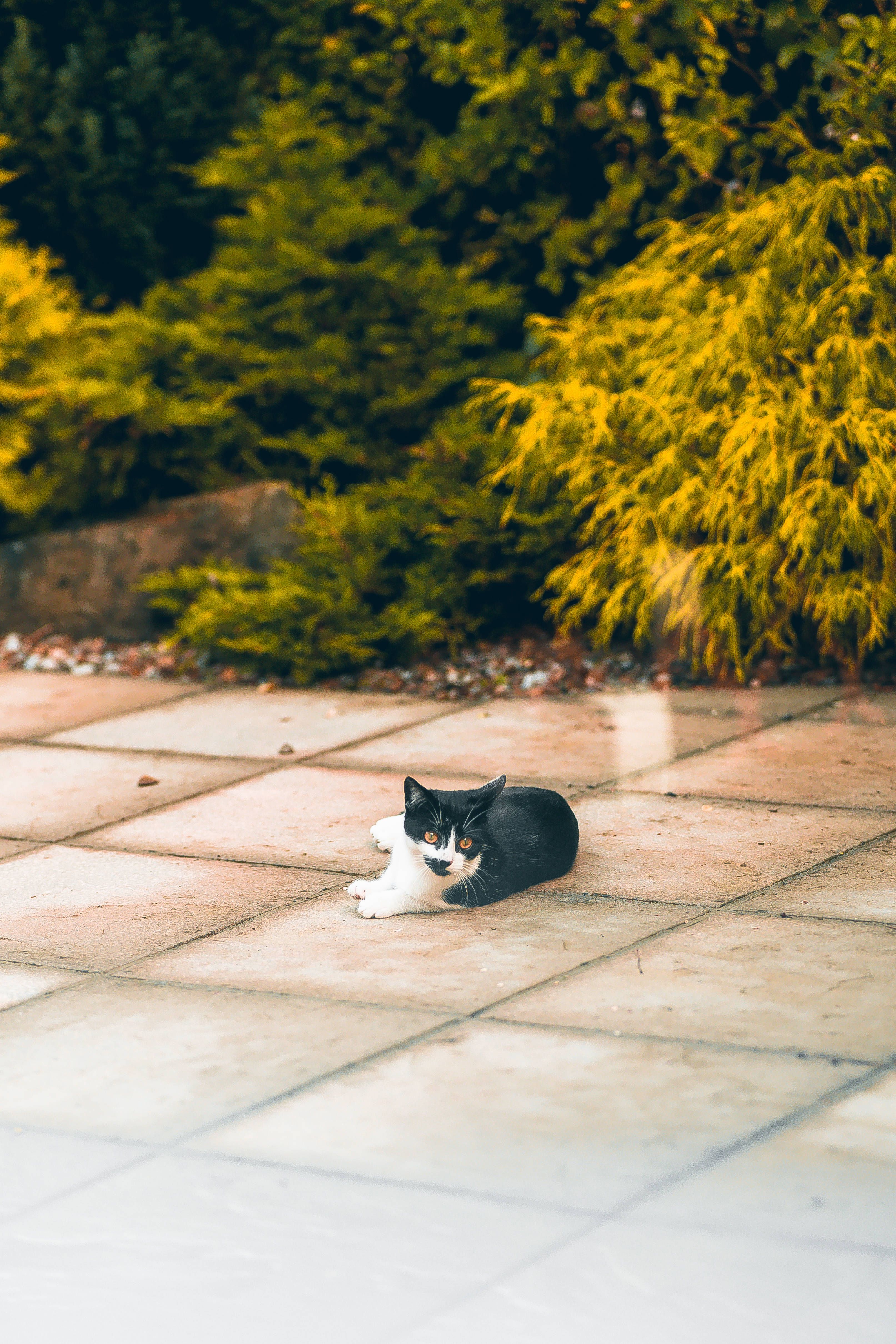 Милий котик дивиться вбік Шпалери