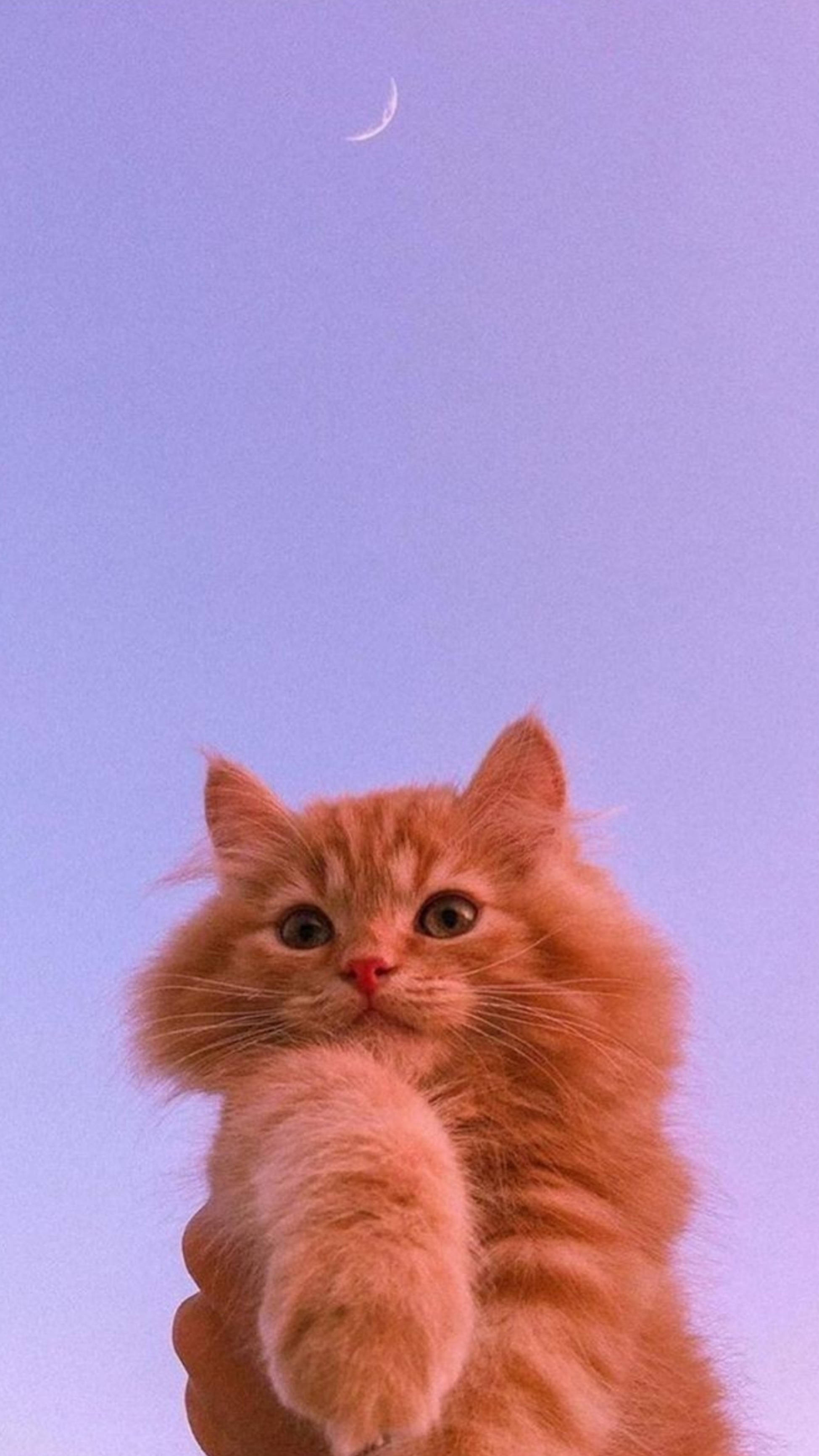 Милий котик естетика та півмісяць Шпалери