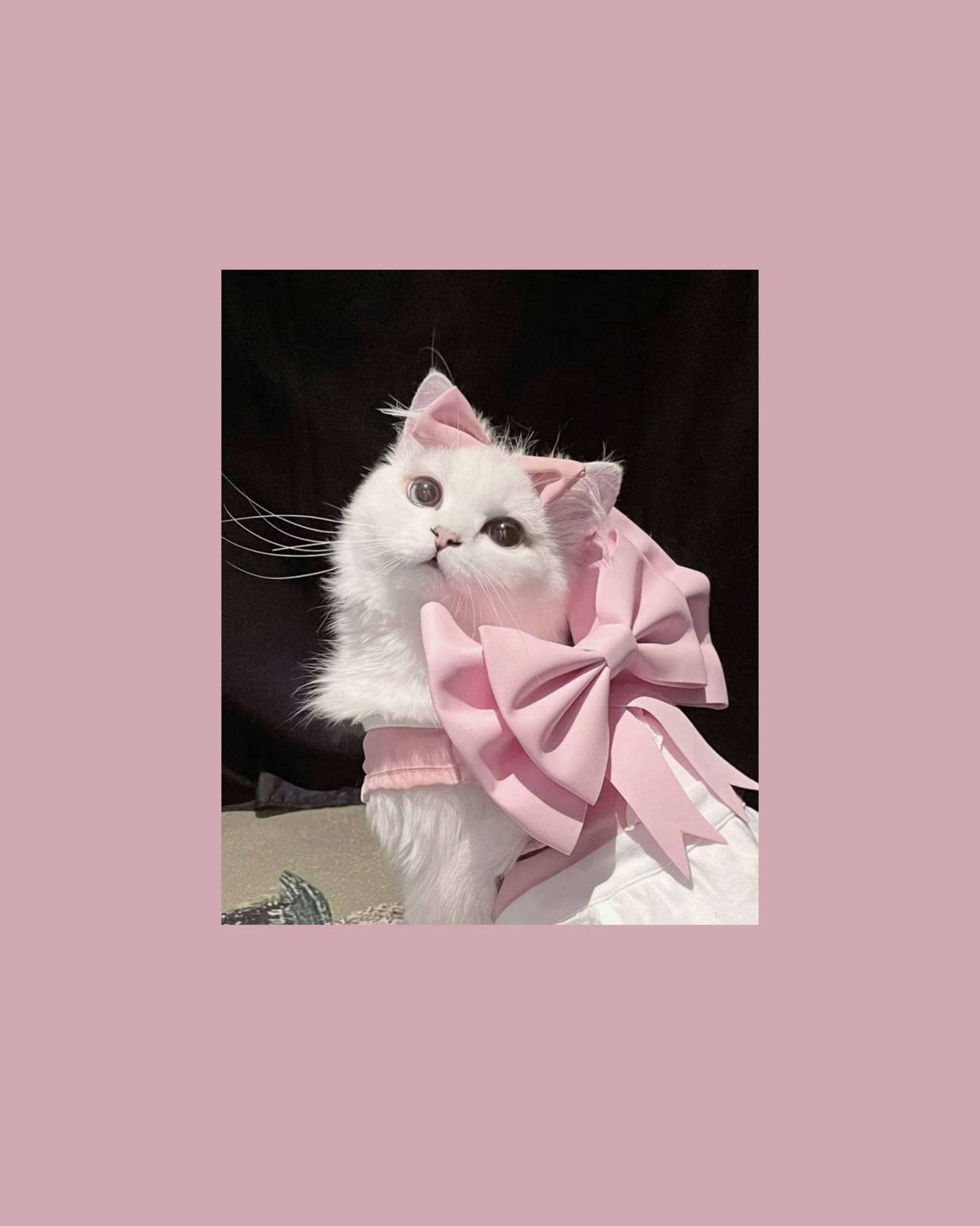Милий котик з рожевою стрічкою — Милий естетичний гіф Шпалери