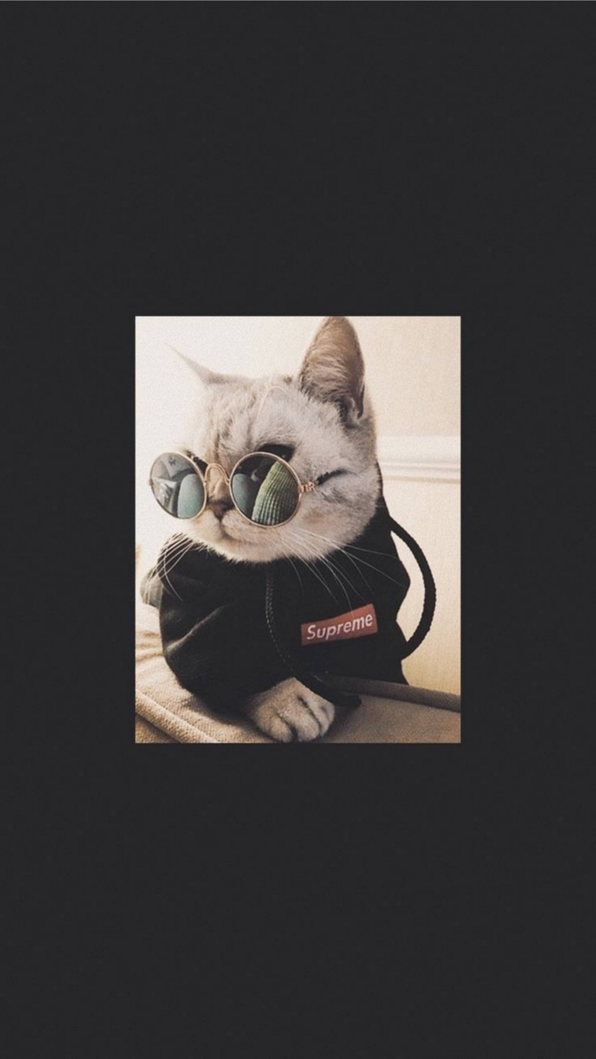 Милий котик у крутих сонцезахисних окулярах Шпалери