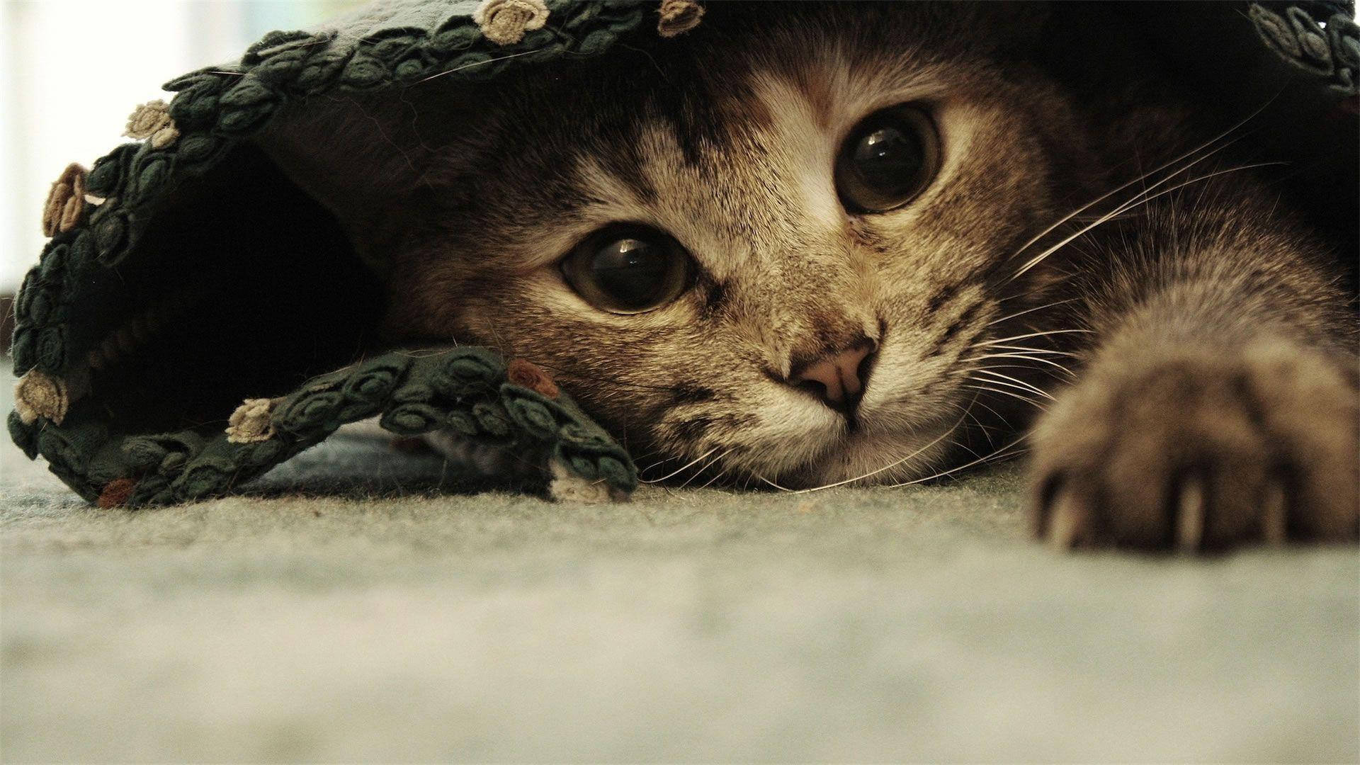 Милий кумедний котик під простирадлом Шпалери