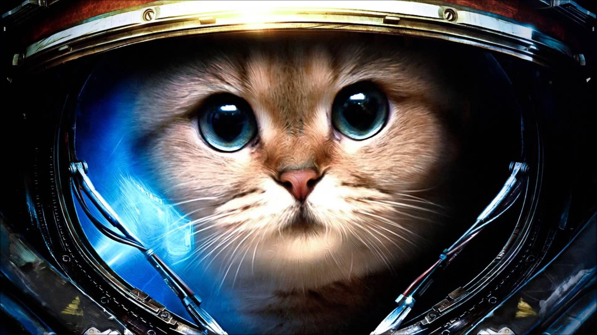 Милий кіт-астронавт за комп'ютером Шпалери