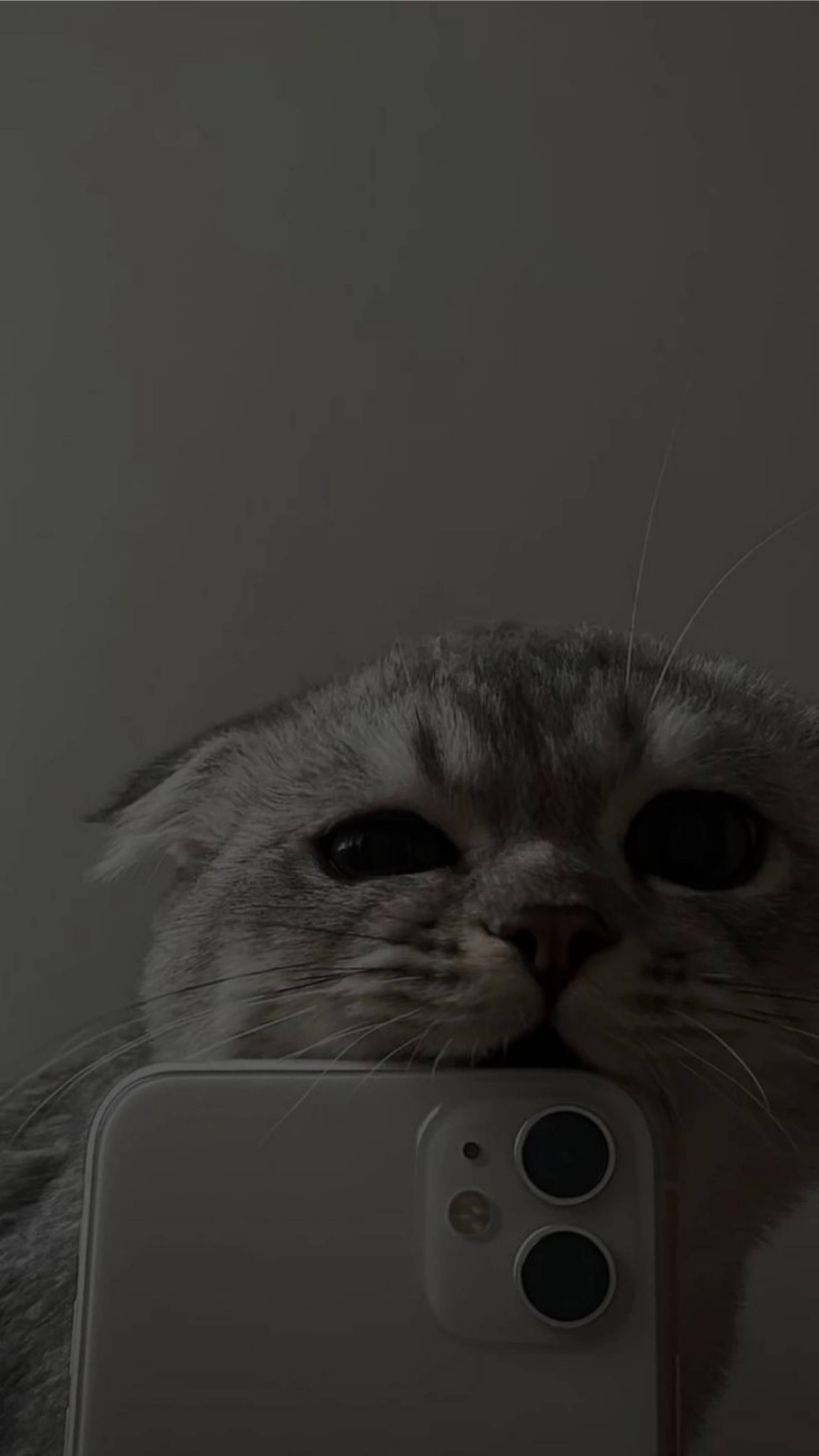 Милий кіт кусає iPhone 11 в естетиці Шпалери