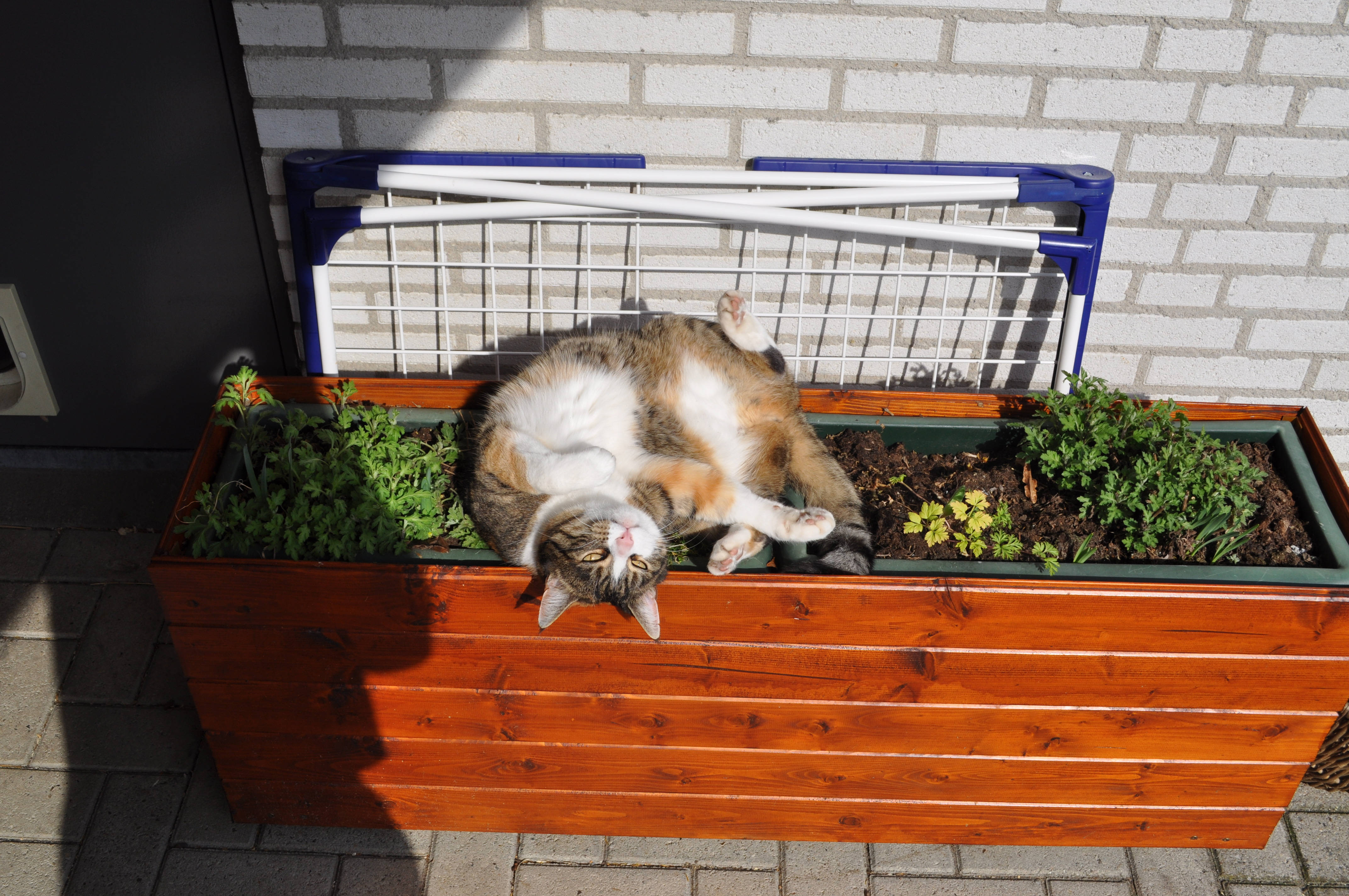 Милий кіт на квітковому ящику Шпалери