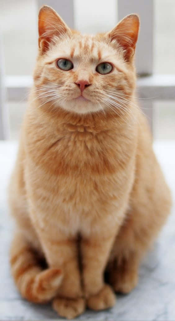 Милий світло-рижий котик Шпалери