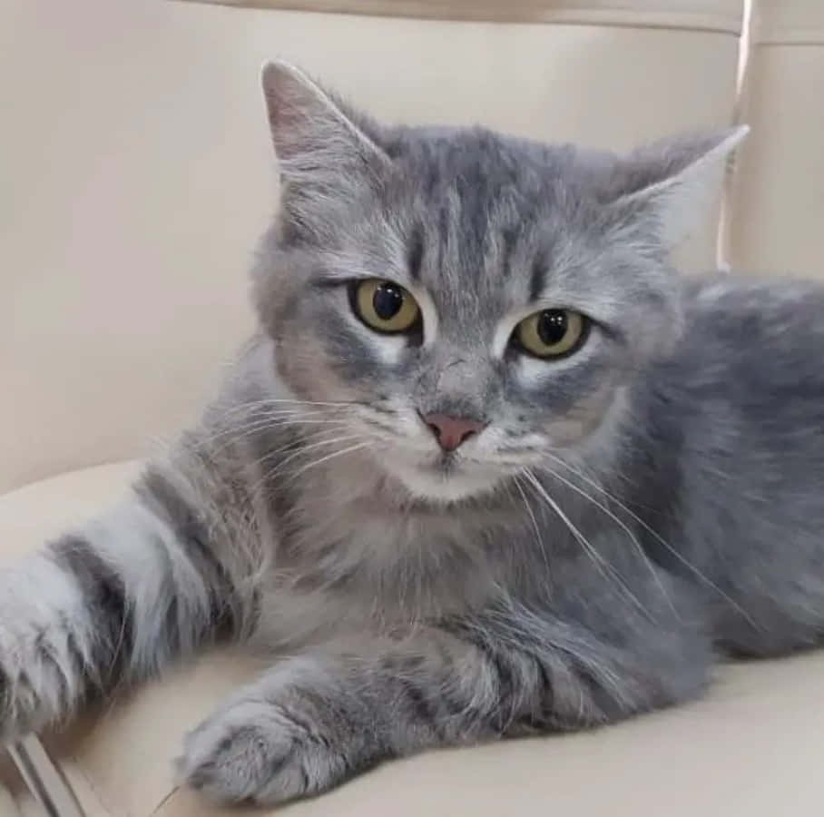 Милий сірий котик таббі Шпалери