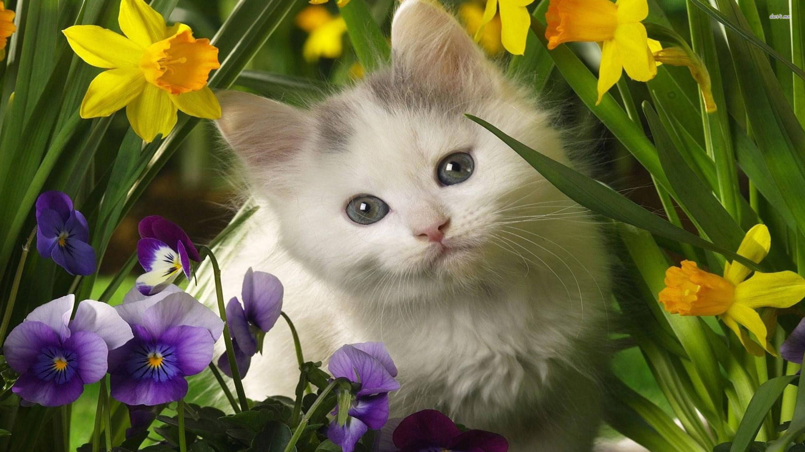 Милый весенний белый кот Шпалери