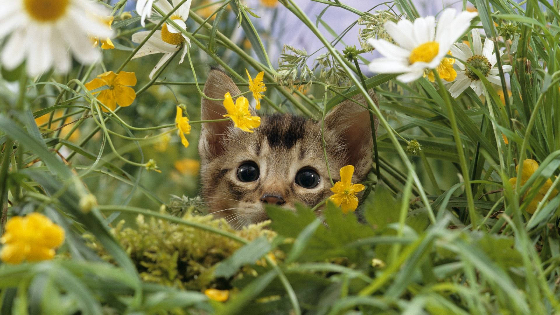 Милый весенний котик Шпалери