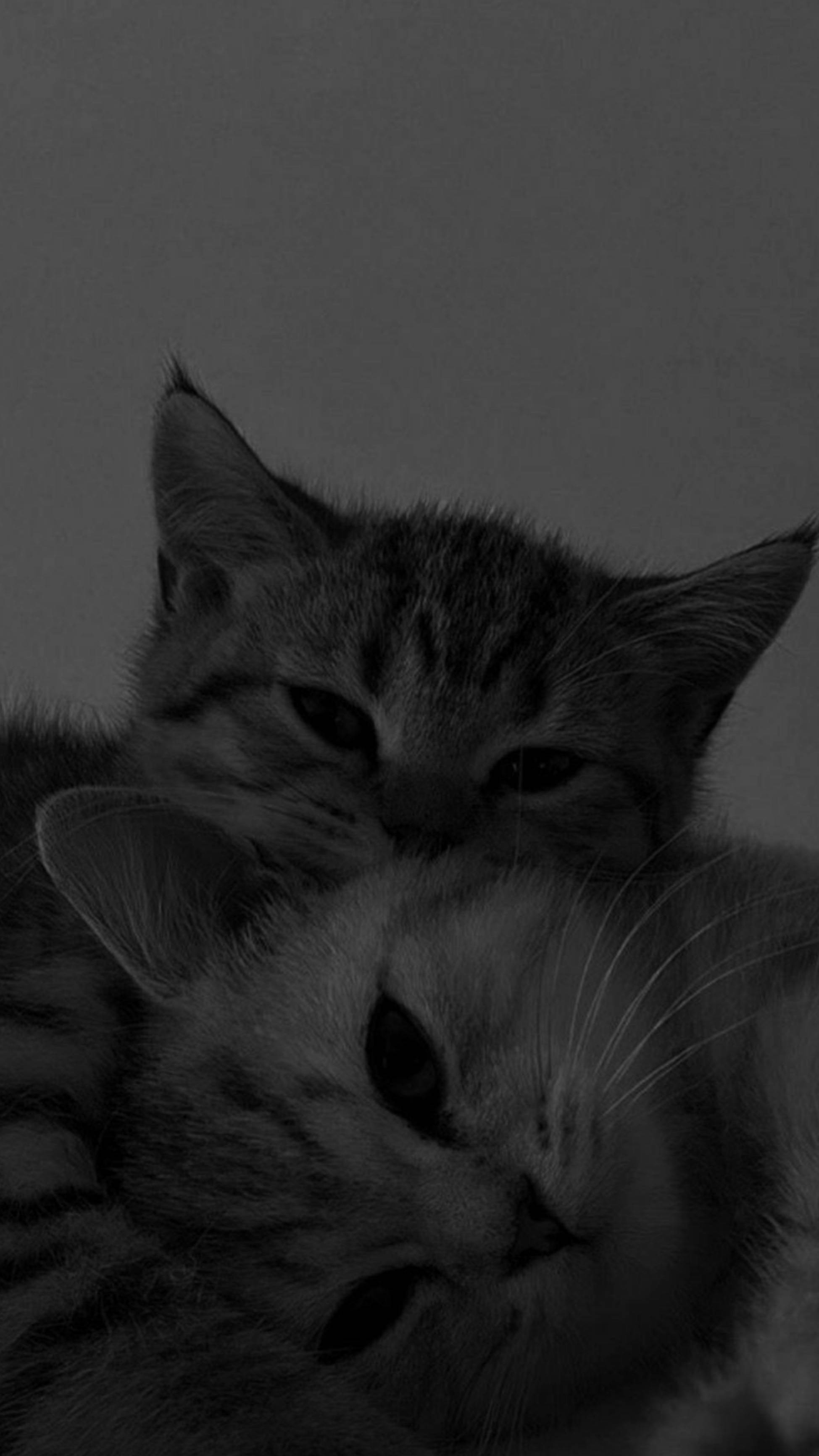 Милі котики естетично обіймаються разом Шпалери