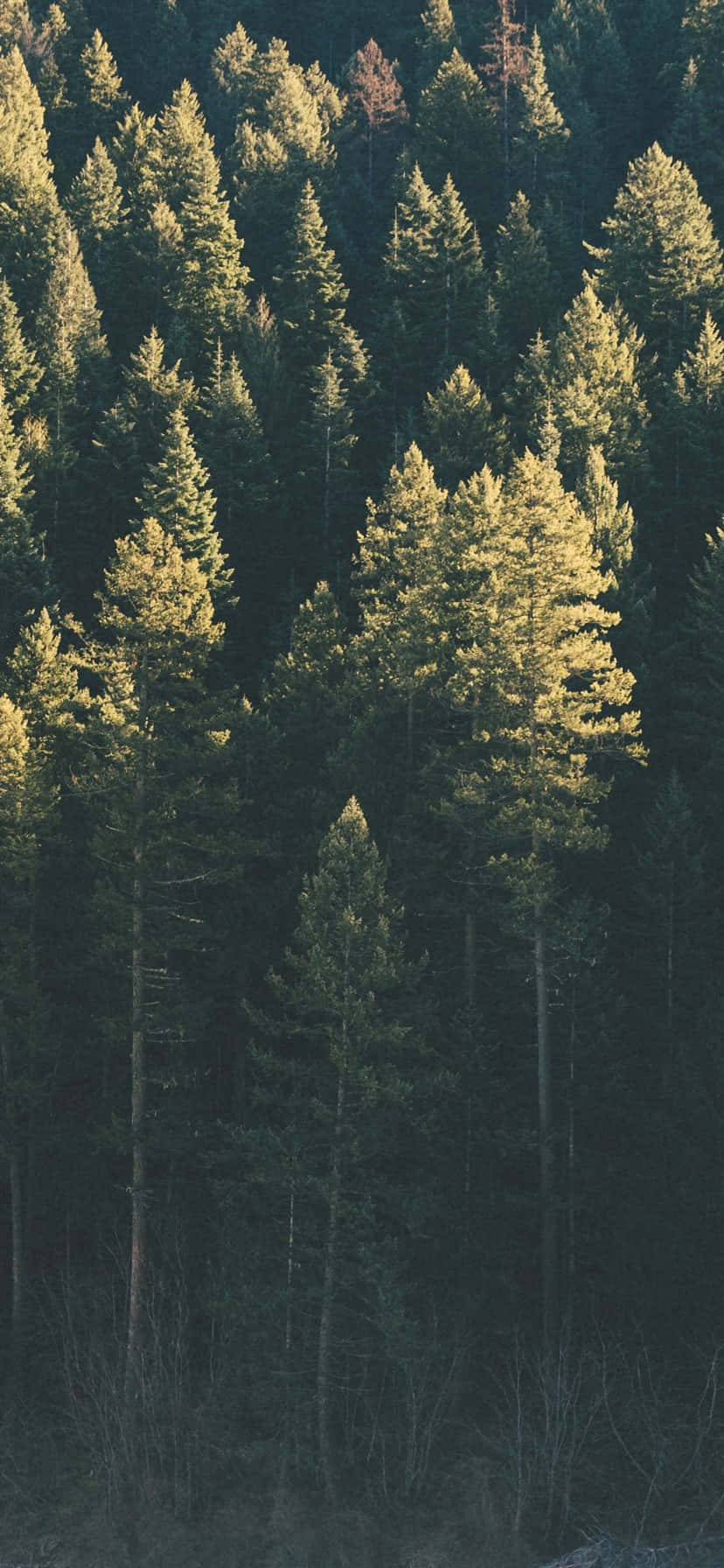 Мирно прогуляйтесь по природе с Trees iPhone Шпалери