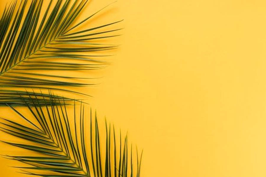 Мінімалістичні естетичні пальмові листья Шпалери