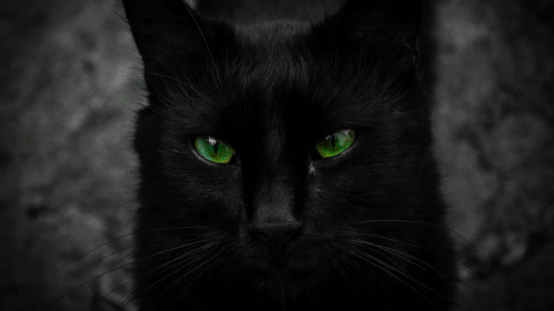 Незалежний взгляд чорного кота Шпалери