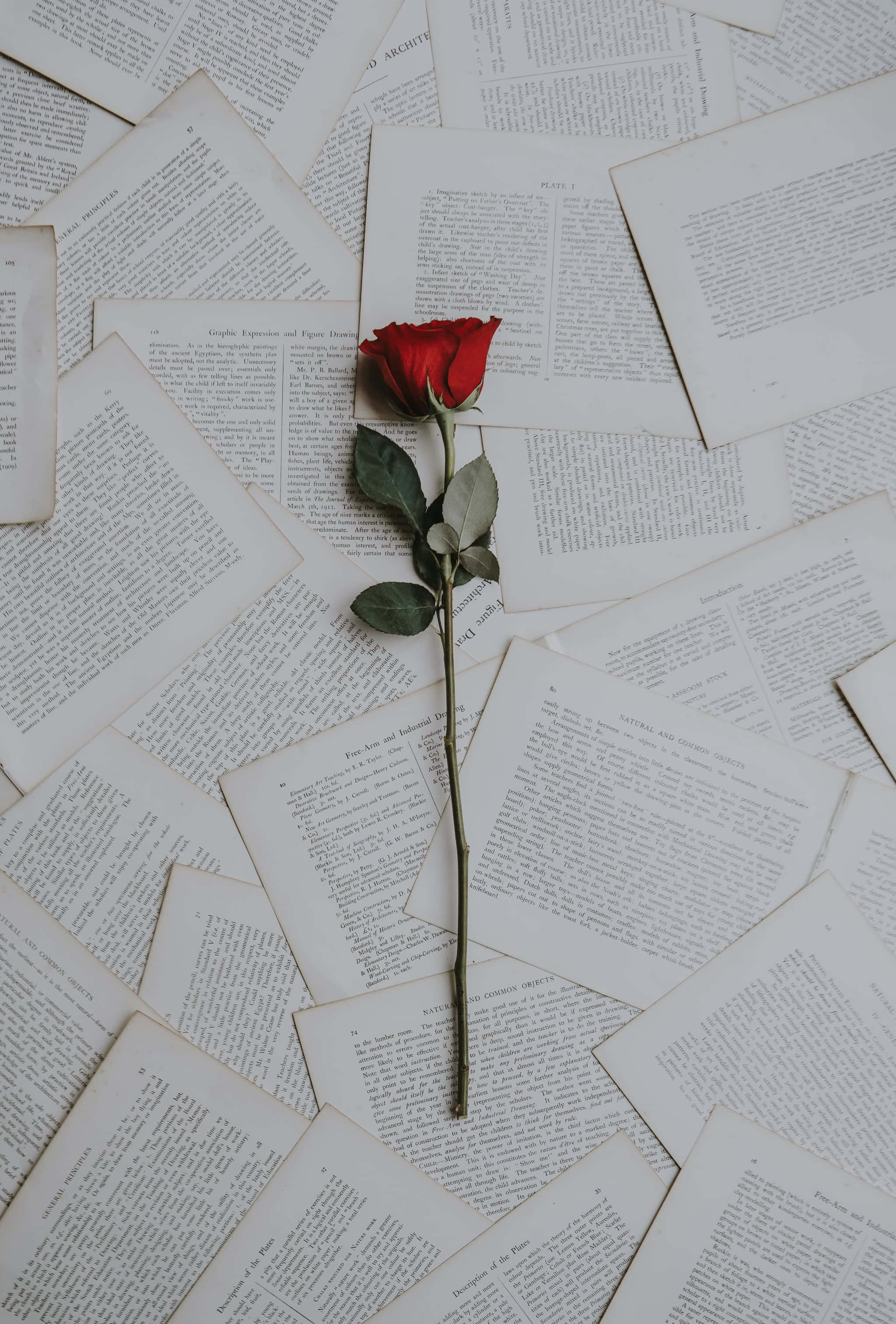 одиночна червонна троянда на стопке книг Шпалери