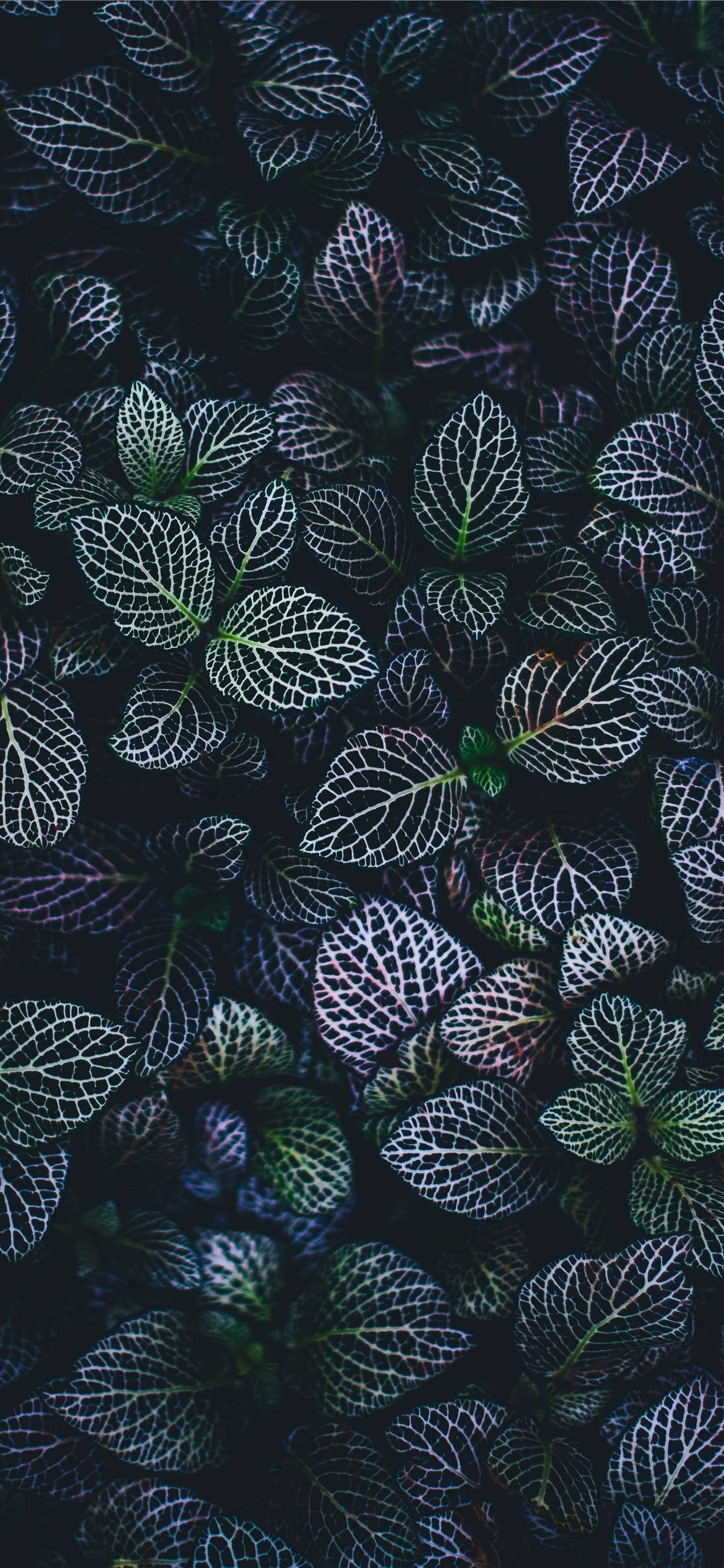 Освіжите домашний екран обоями Plants для iPhone Шпалери