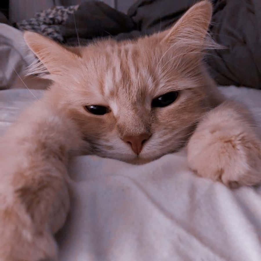 Подивіться на цього милого естетичного кота! Шпалери