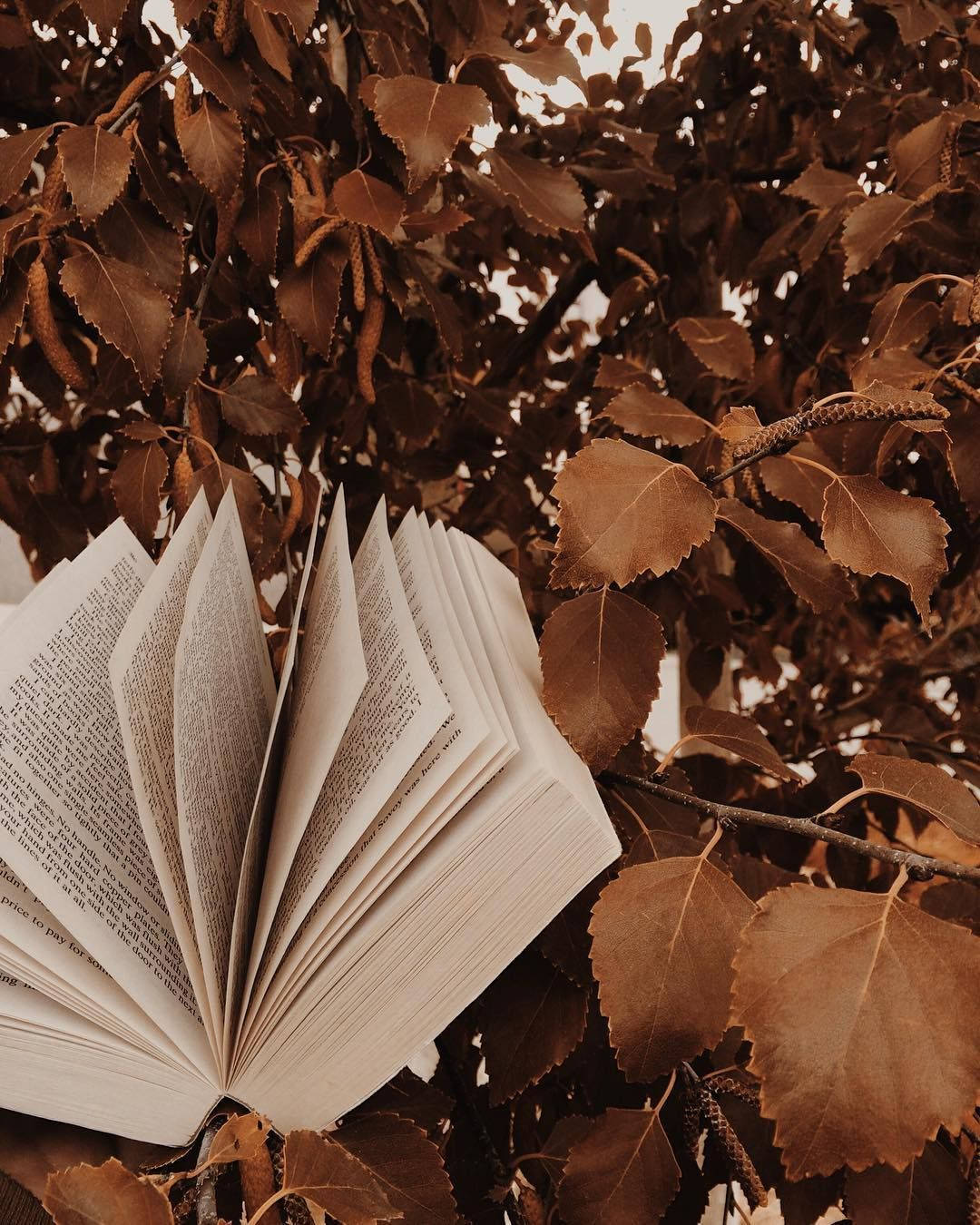 Світло-коричнева естетична книга на дереві Шпалери
