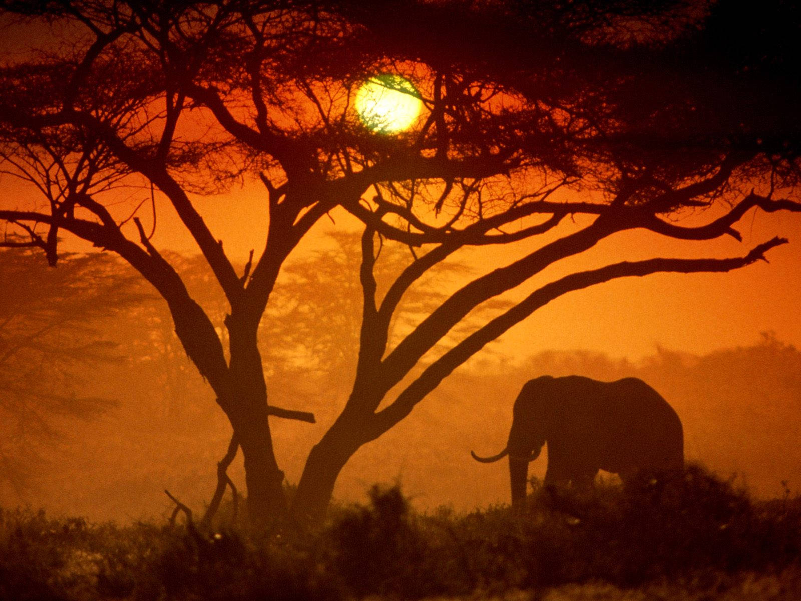 Силует африканського слона на заході сонця Шпалери